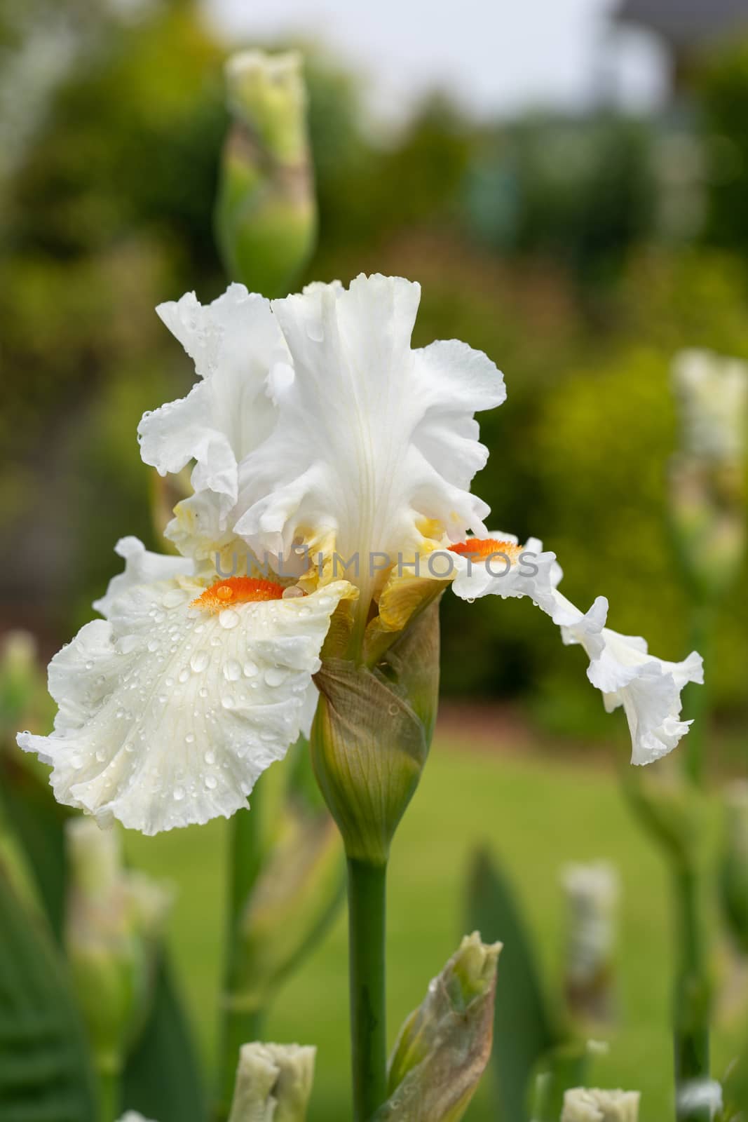 German iris (Iris barbata), close up of the flower head