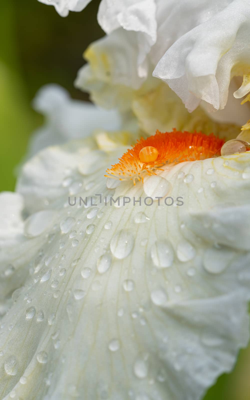 German iris (Iris barbata), close up of the flower head