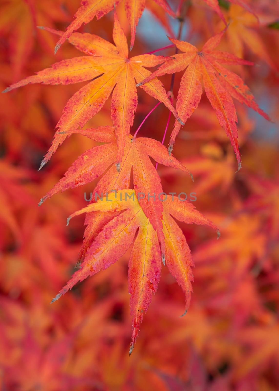 Close-up image of beautiful coloured leafs during autumn season