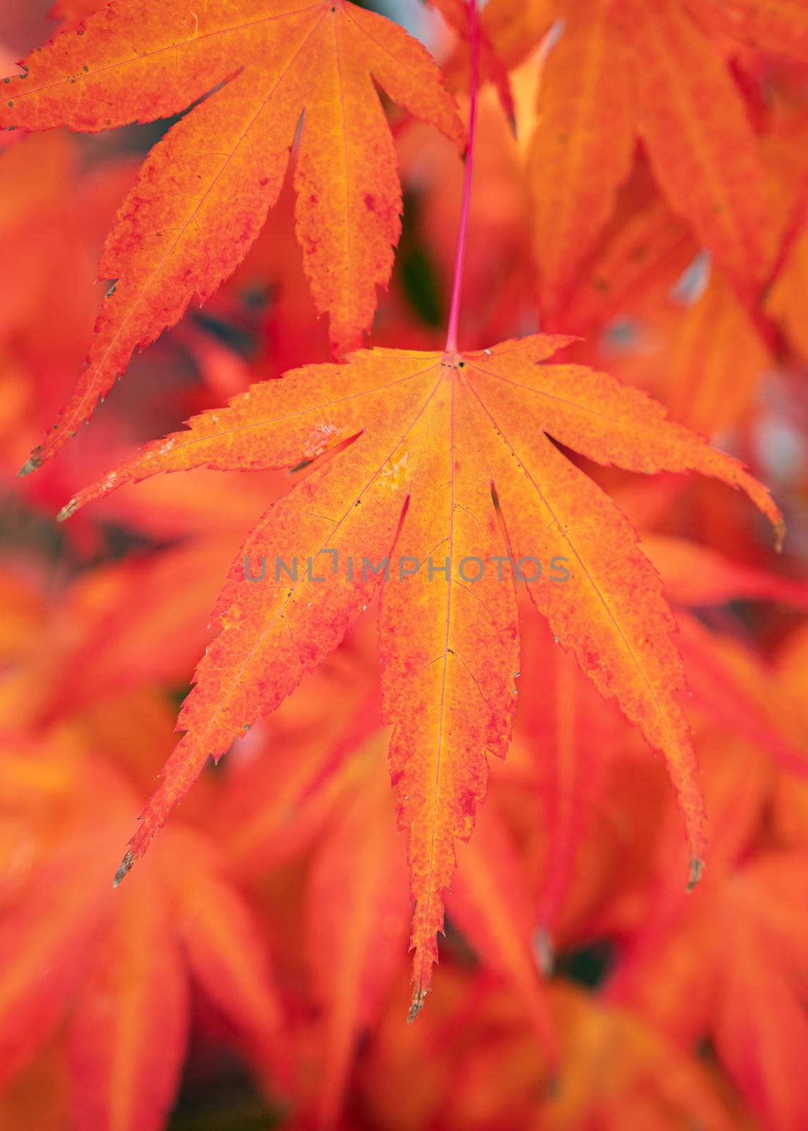 Close-up image of beautiful coloured leafs during autumn season