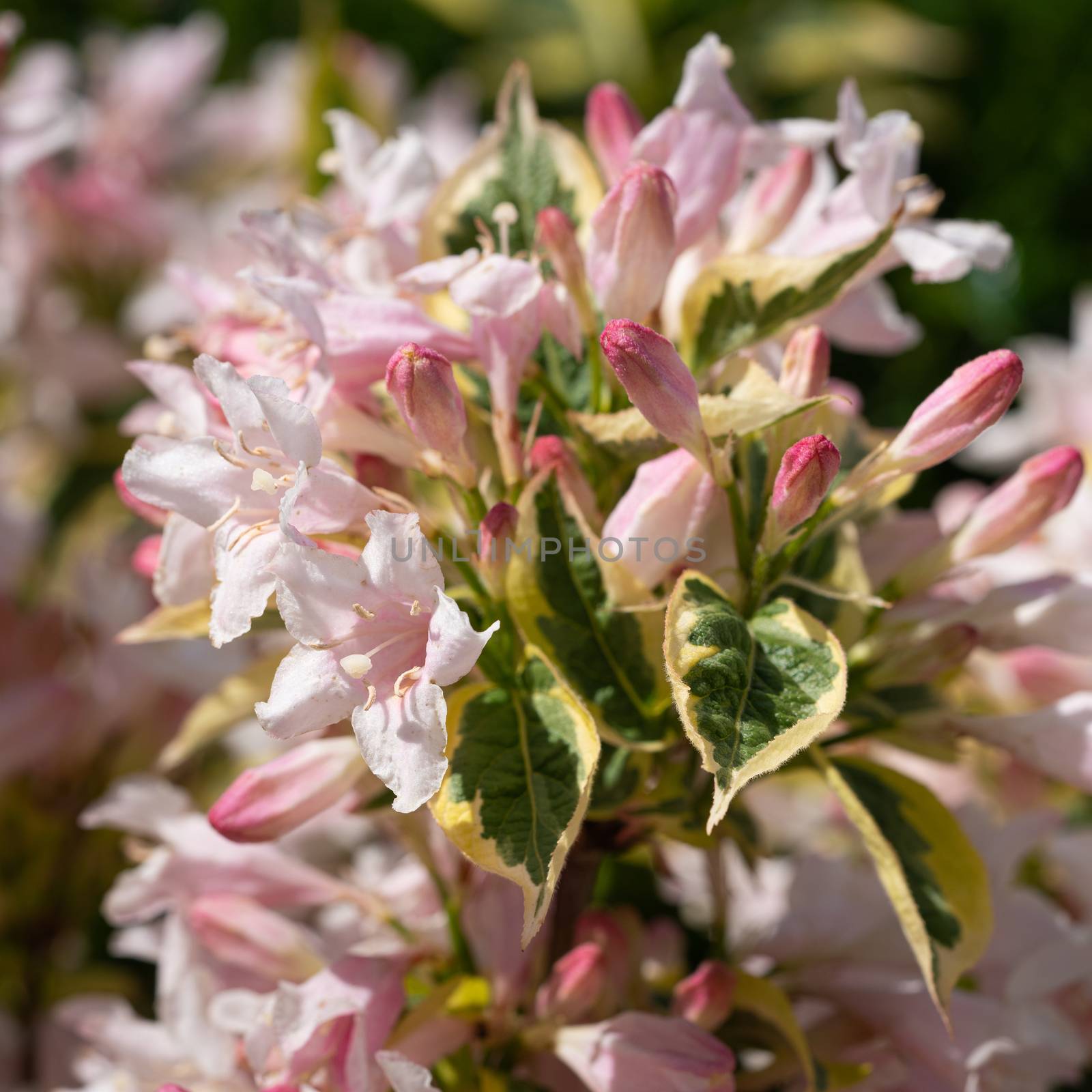 Weigela (Weigela florida), close up of the flower head