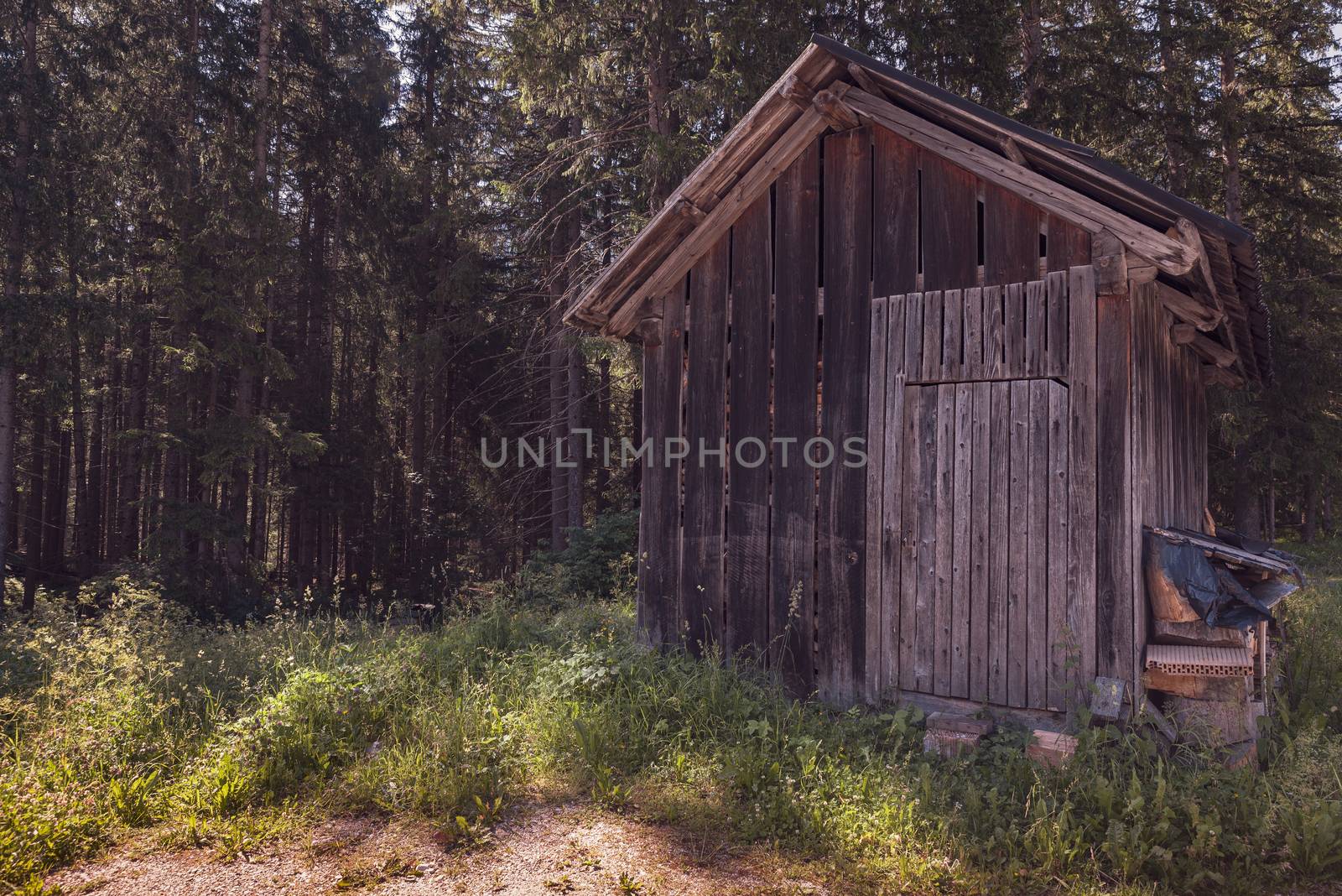 Wooden hut hidden in the forest by brambillasimone
