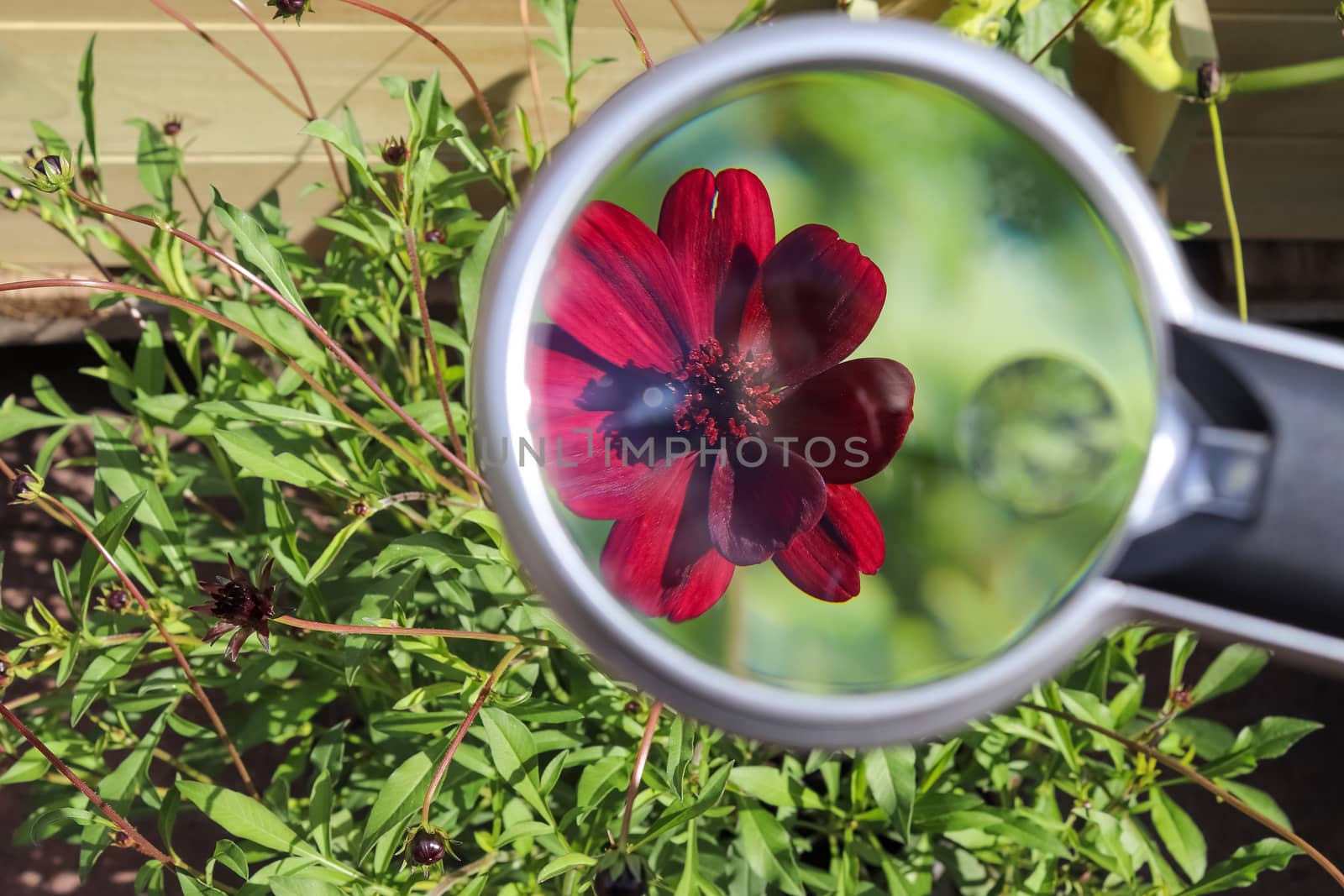 Beautiful and colorful flowers zoomed at with a magnifying glass