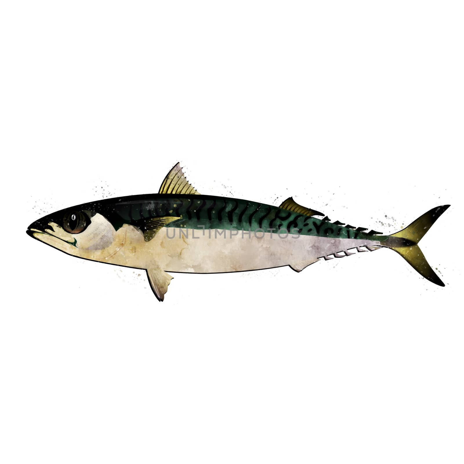 Mackerel, watercolor isolated illustration of a fish. by ConceptCafe