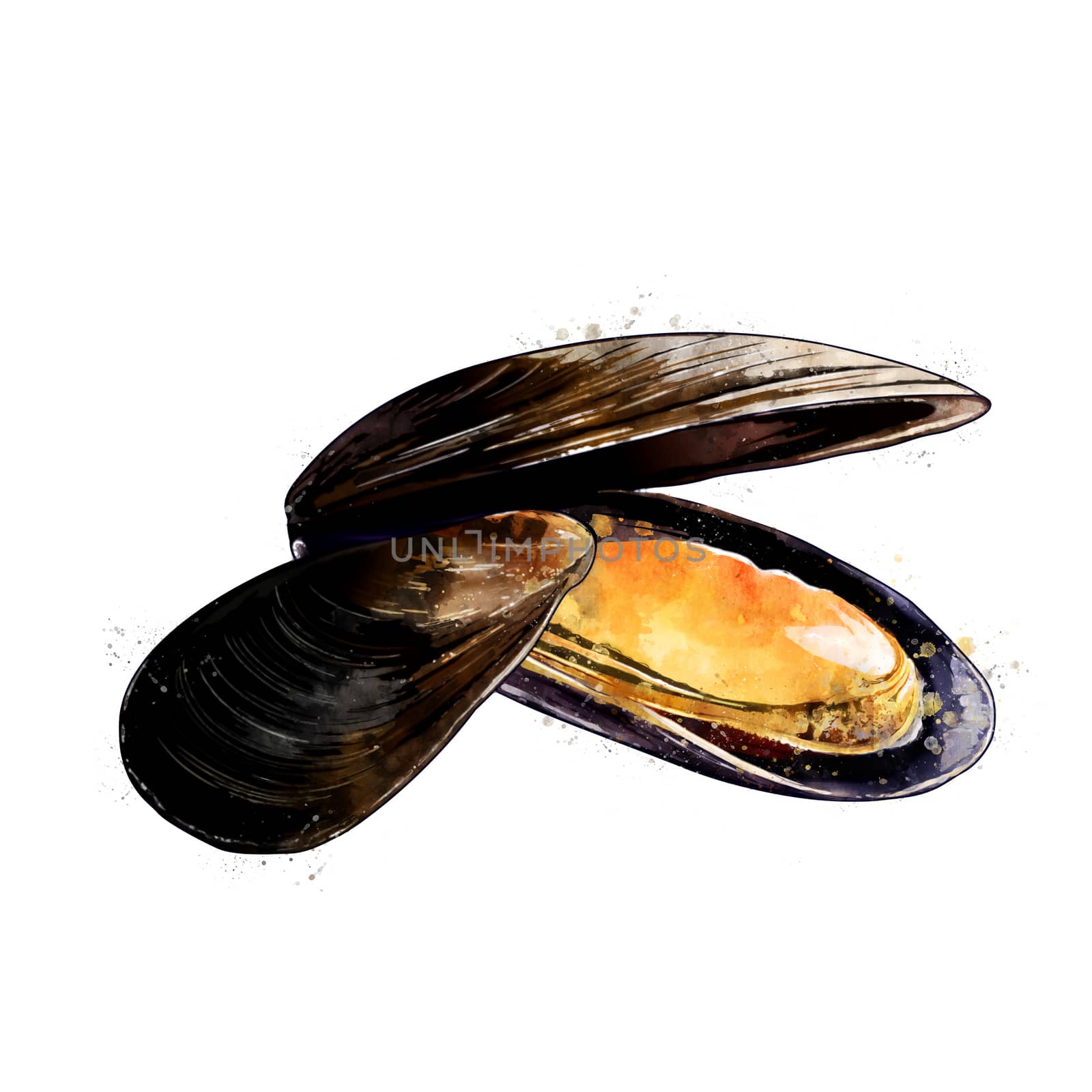 Mussels, isolated raster illustration in watercolor style on a white background.