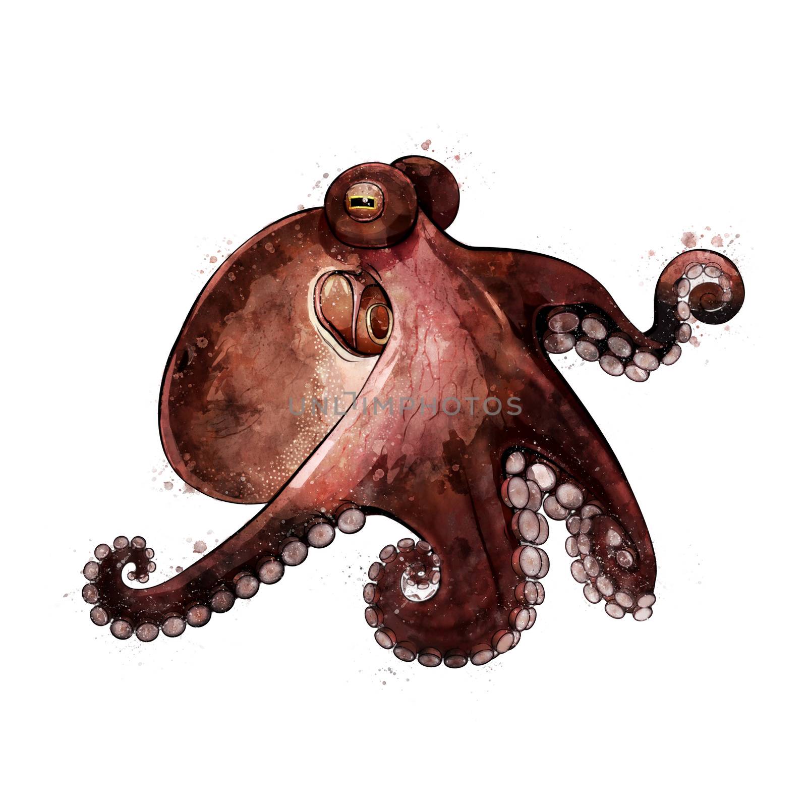 Octopus, watercolor isolated illustration of a sea animal. by ConceptCafe