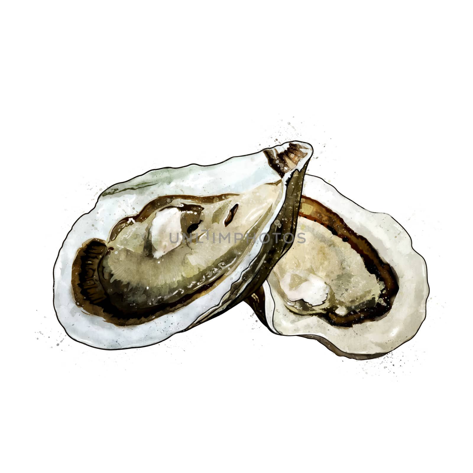 Oyster, watercolor isolated illustration of bivalve mollusks. by ConceptCafe