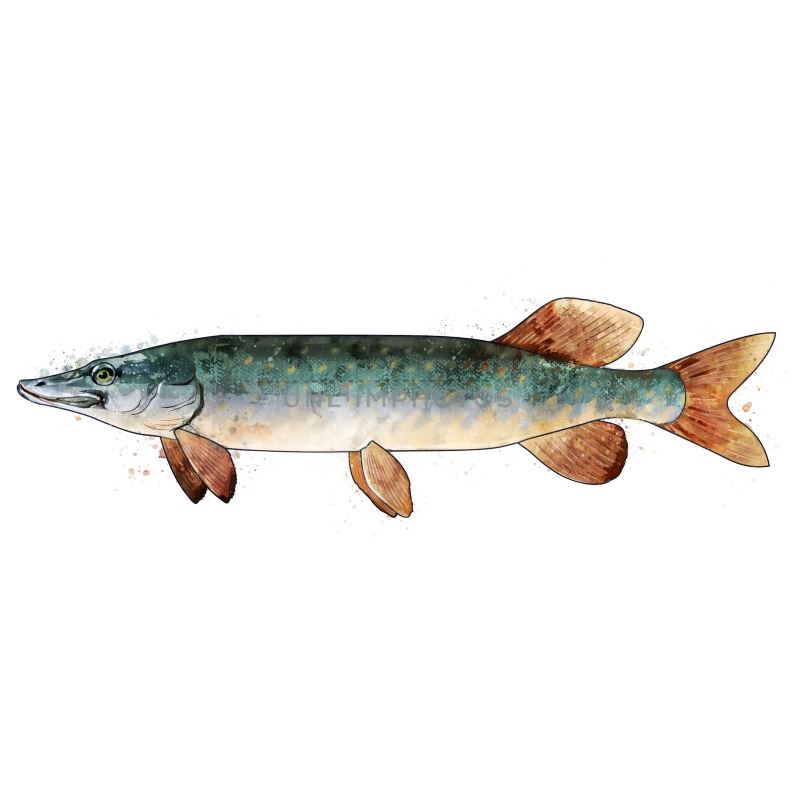 Pike, watercolor isolated illustration of a fish. by ConceptCafe