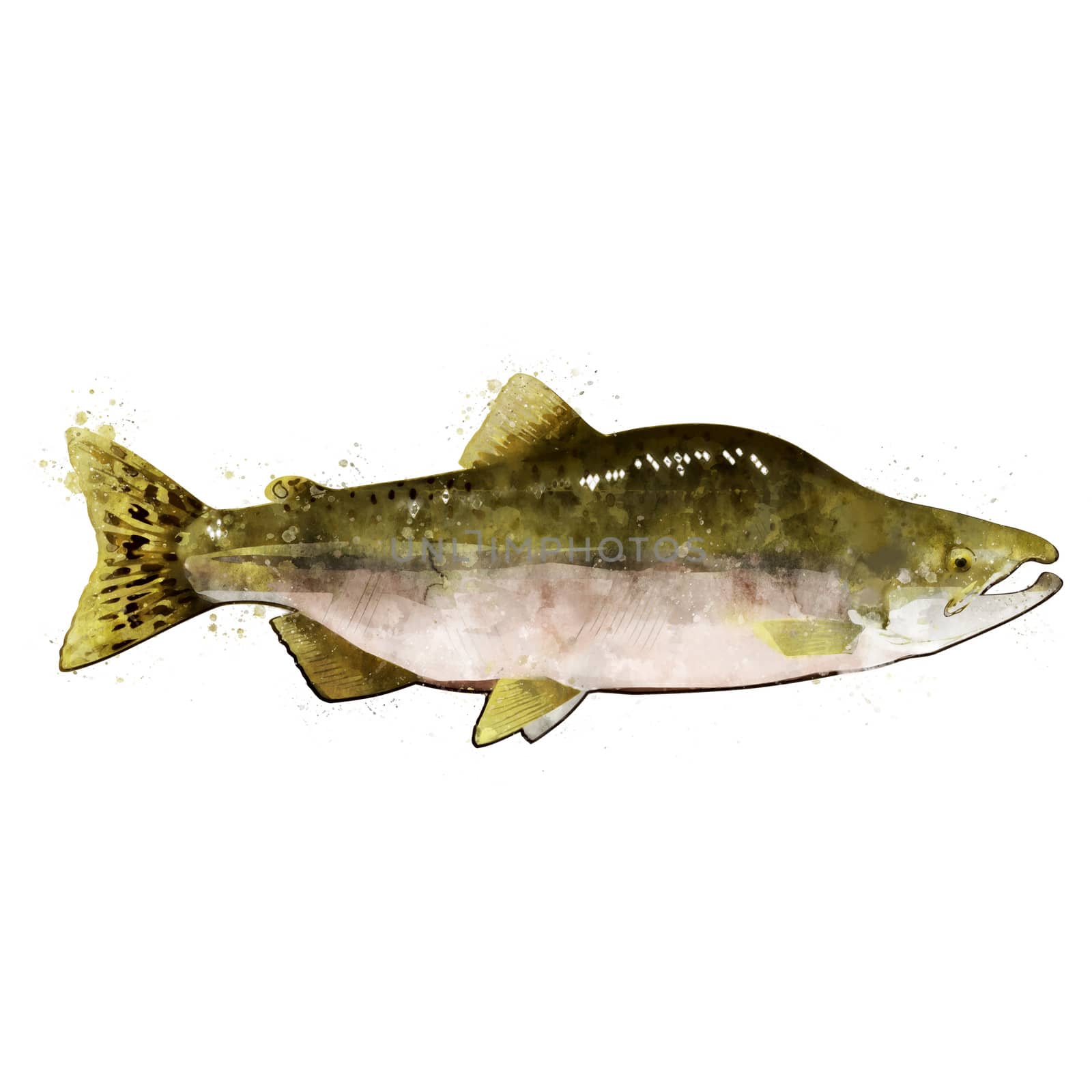 Pink Salmon male, watercolor isolated illustration of a fish. by ConceptCafe