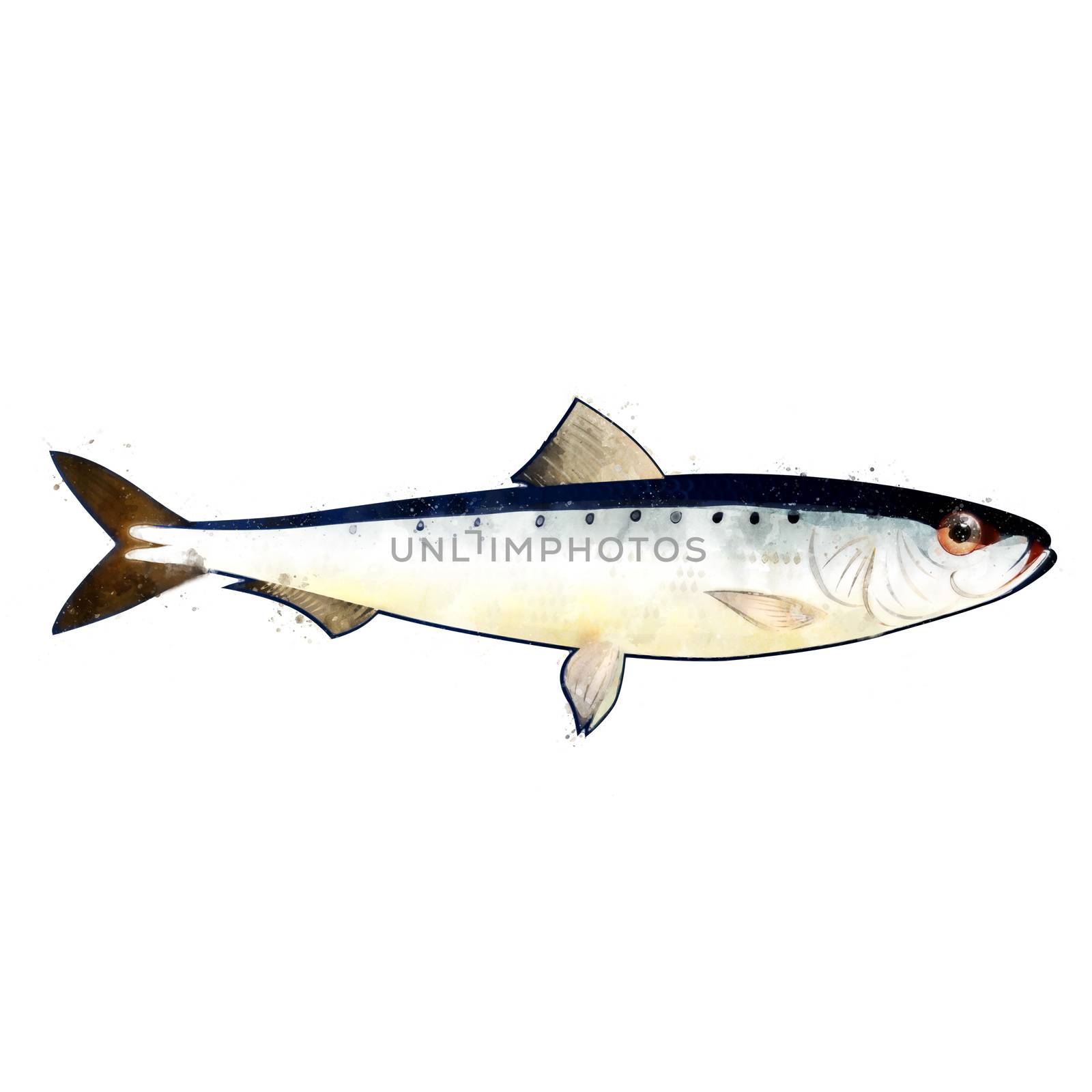 Pilchard, watercolor isolated illustration of a fish. by ConceptCafe