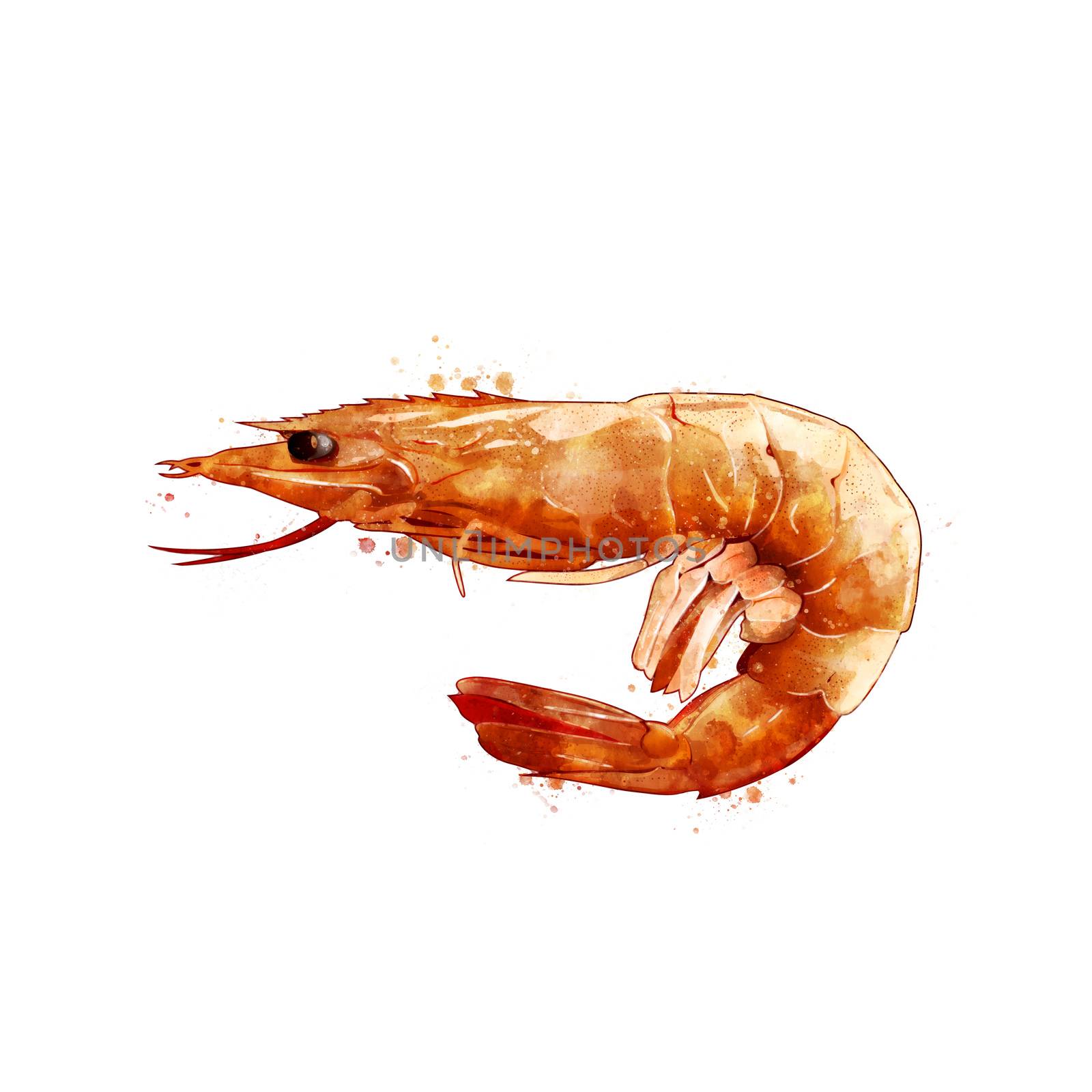 Pink Shrimp, isolated raster illustration in watercolor style on a white background.