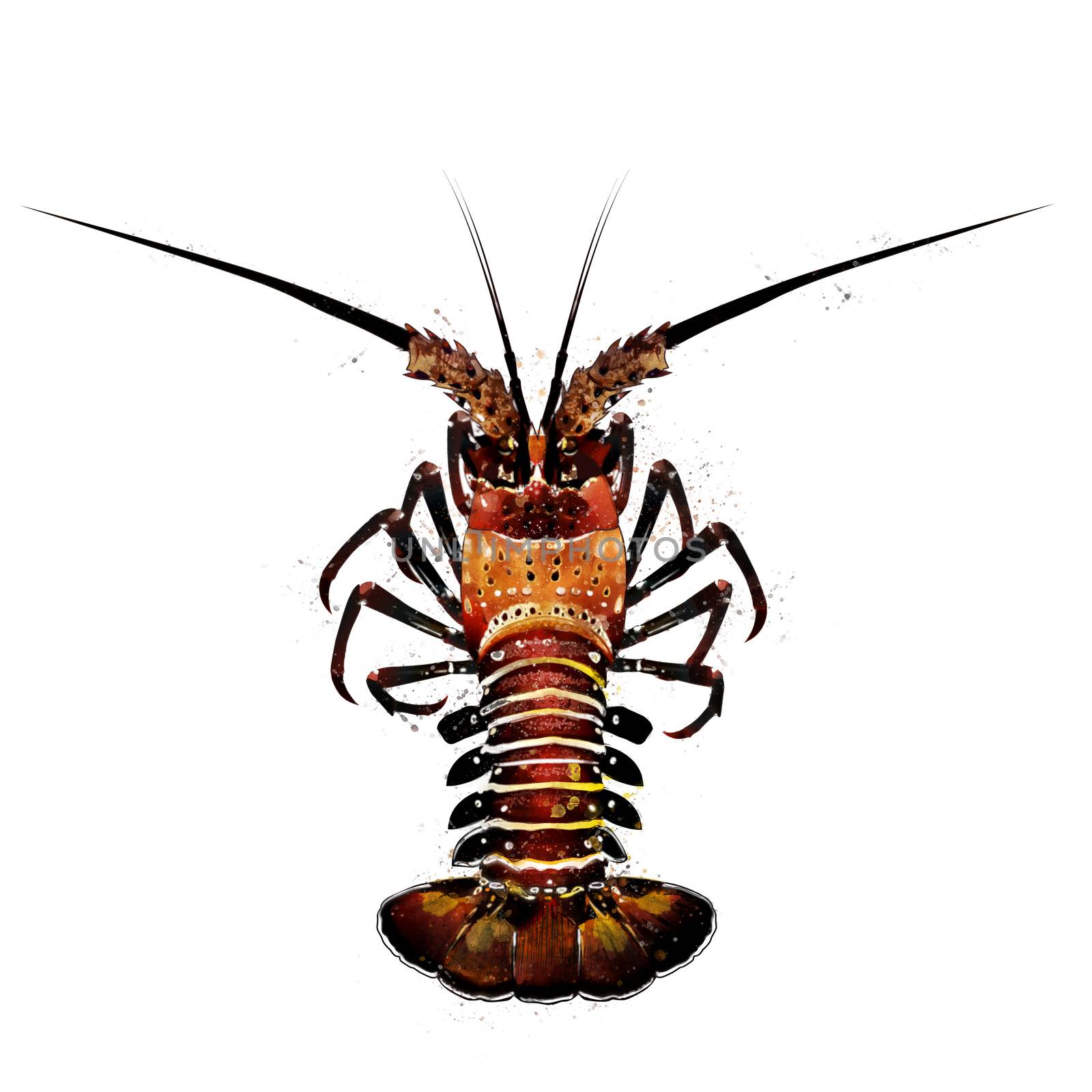 Spiny Lobster, watercolor isolated illustration of a crustacean. by ConceptCafe