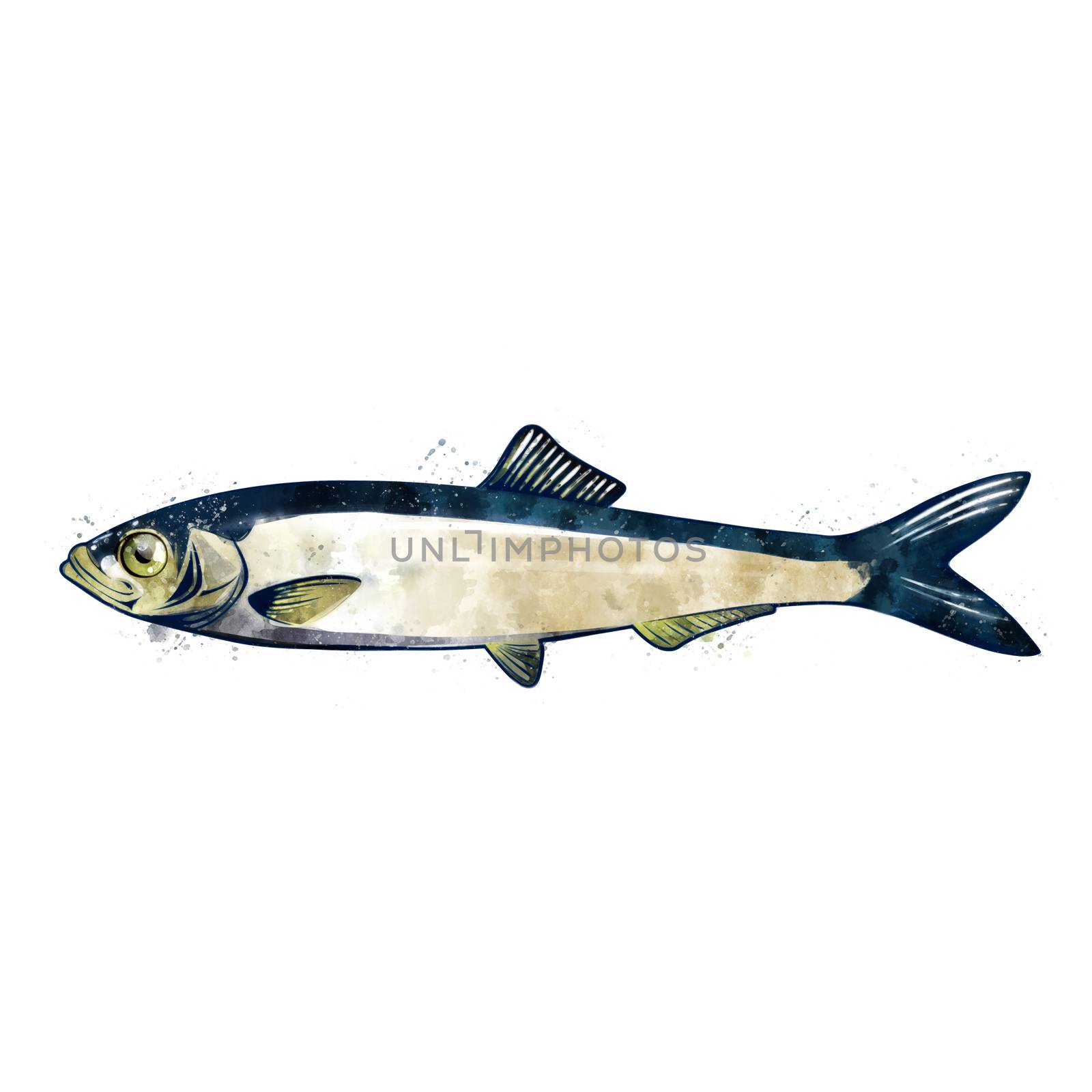 Sprat, isolated raster illustration in watercolor style on a white background.