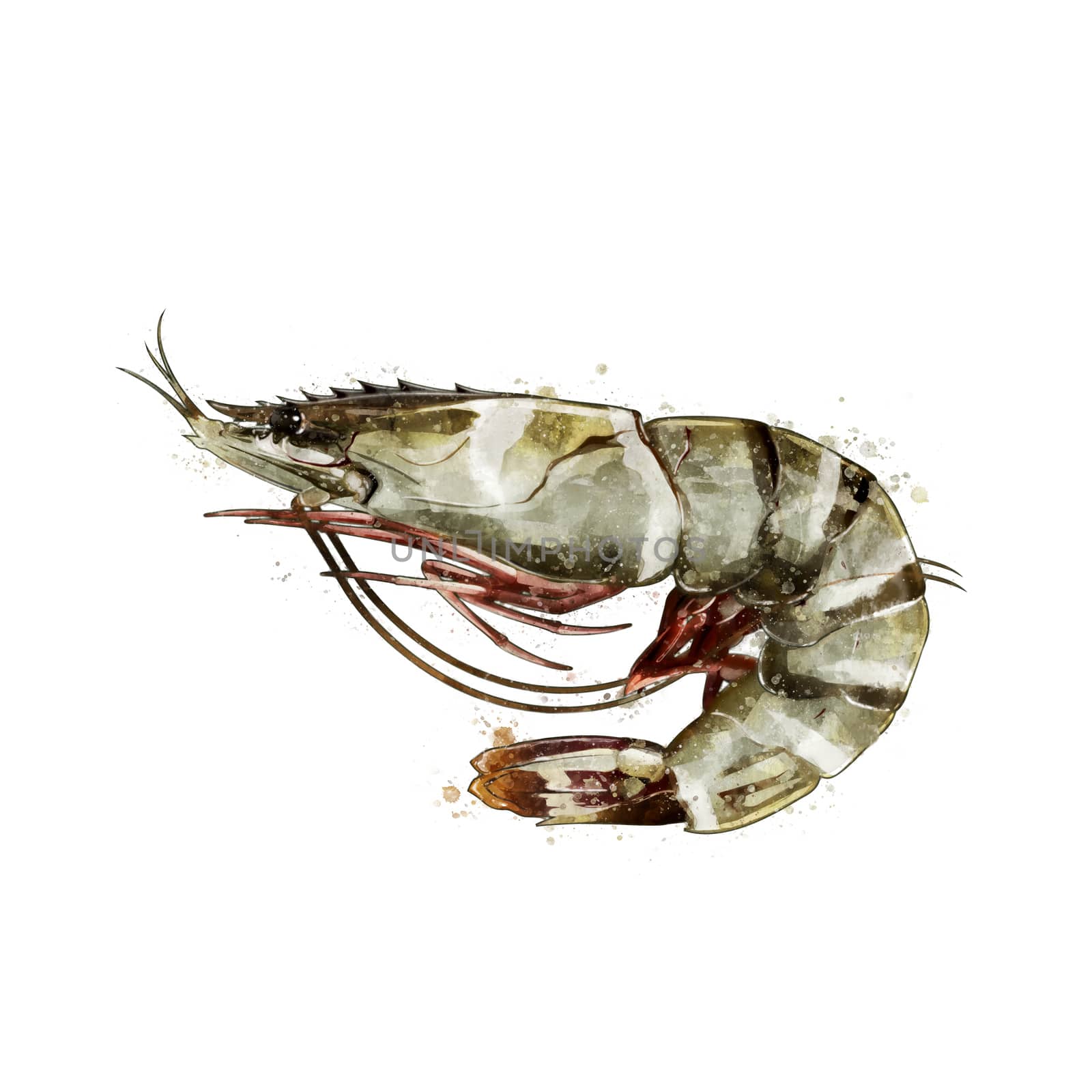 Tiger Shrimp, watercolor isolated illustration of a crustacean. by ConceptCafe