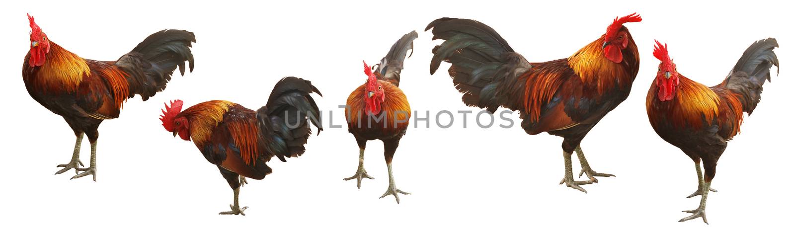 Bantam Chad, Thai chicken breed on white background. (With Clipping Path).