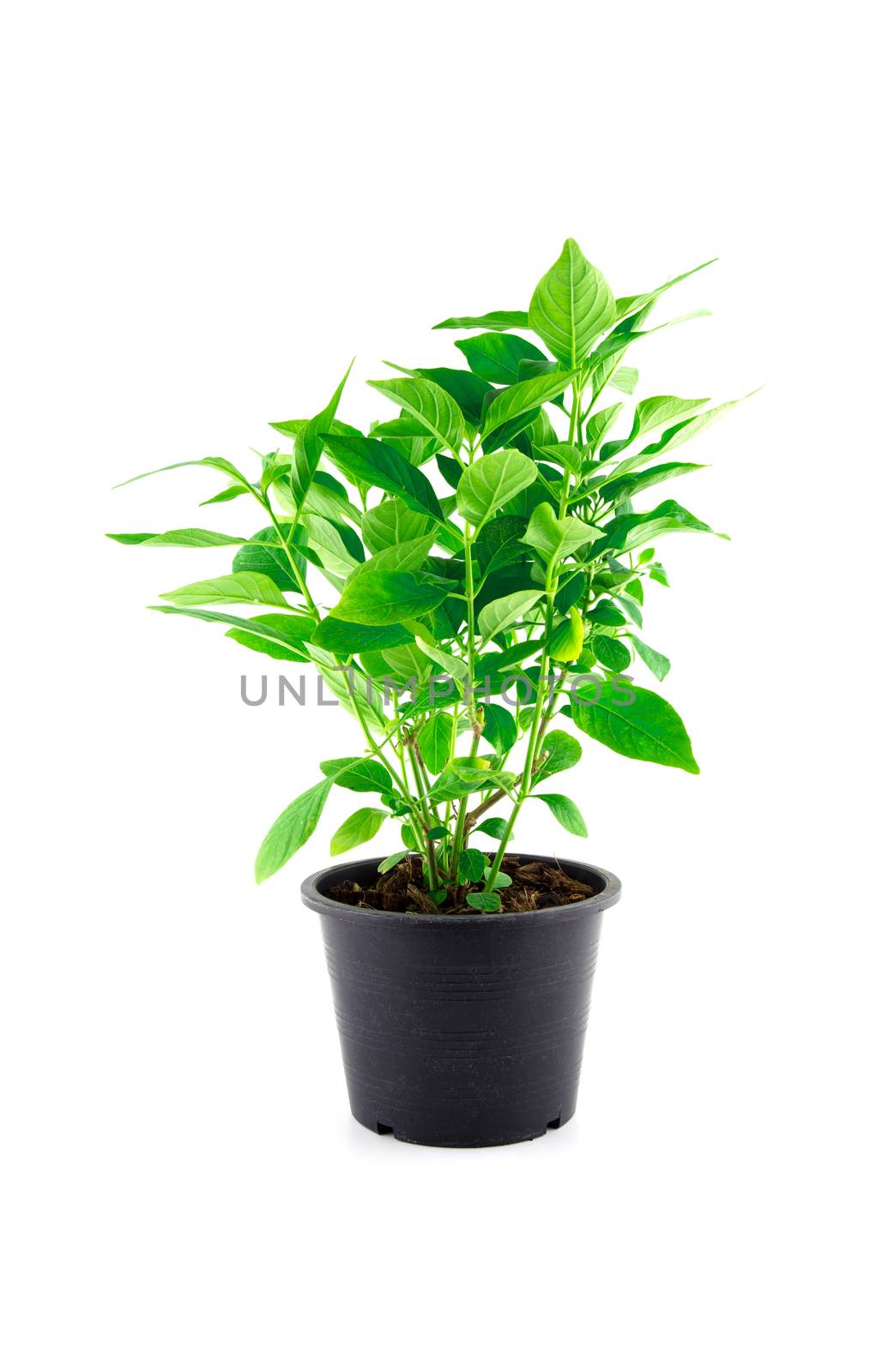 tree plant in pots isolated on white background.