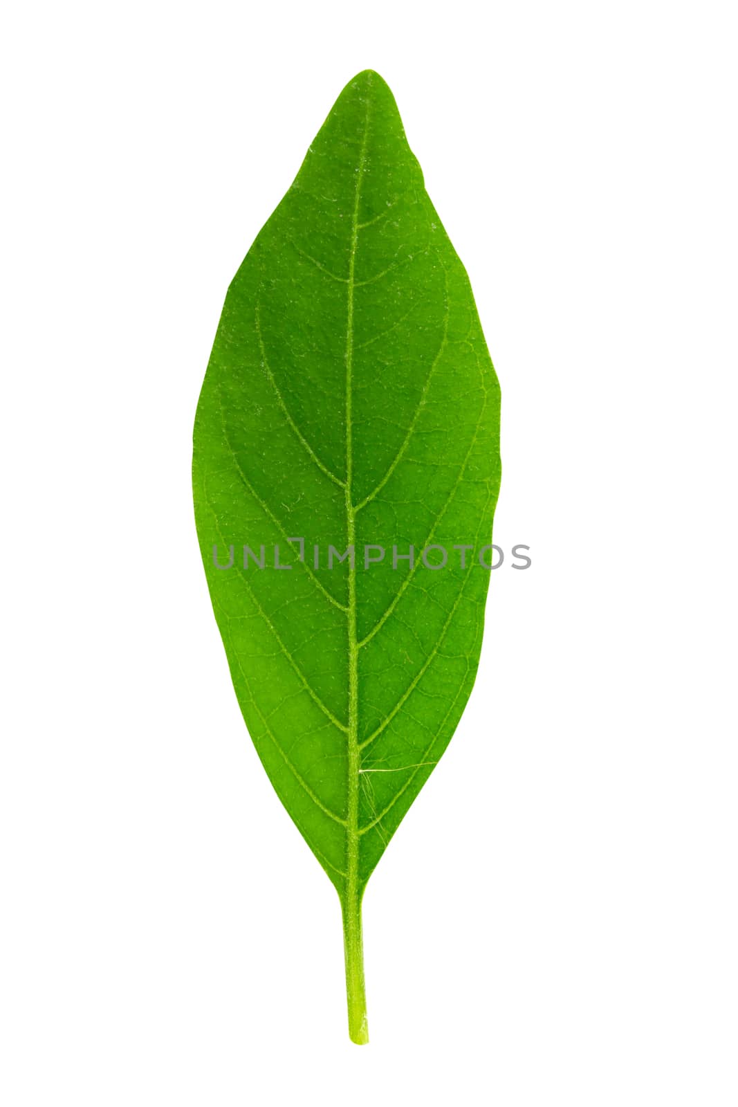 leaf isolated on a white background with clipping path.