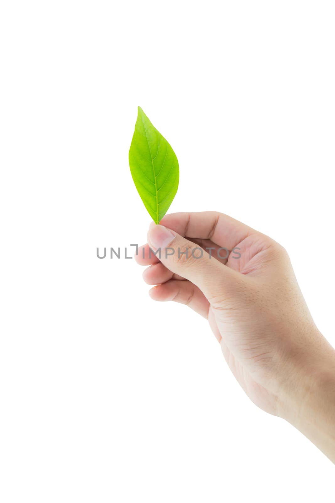 Hand holding green leaf isolated on white background with clipping part.