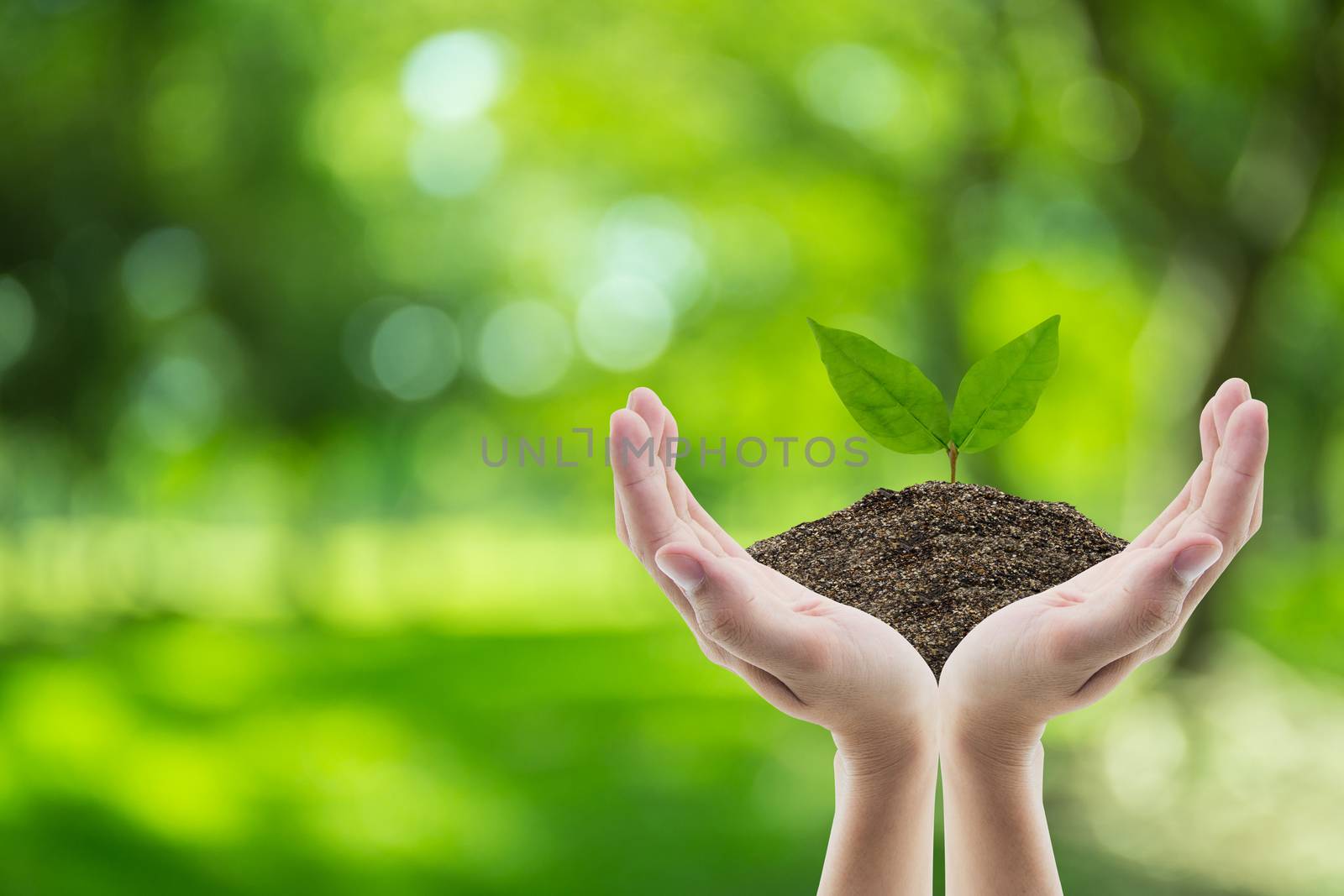 Hand holding soil and tree of nature background with environment concept.