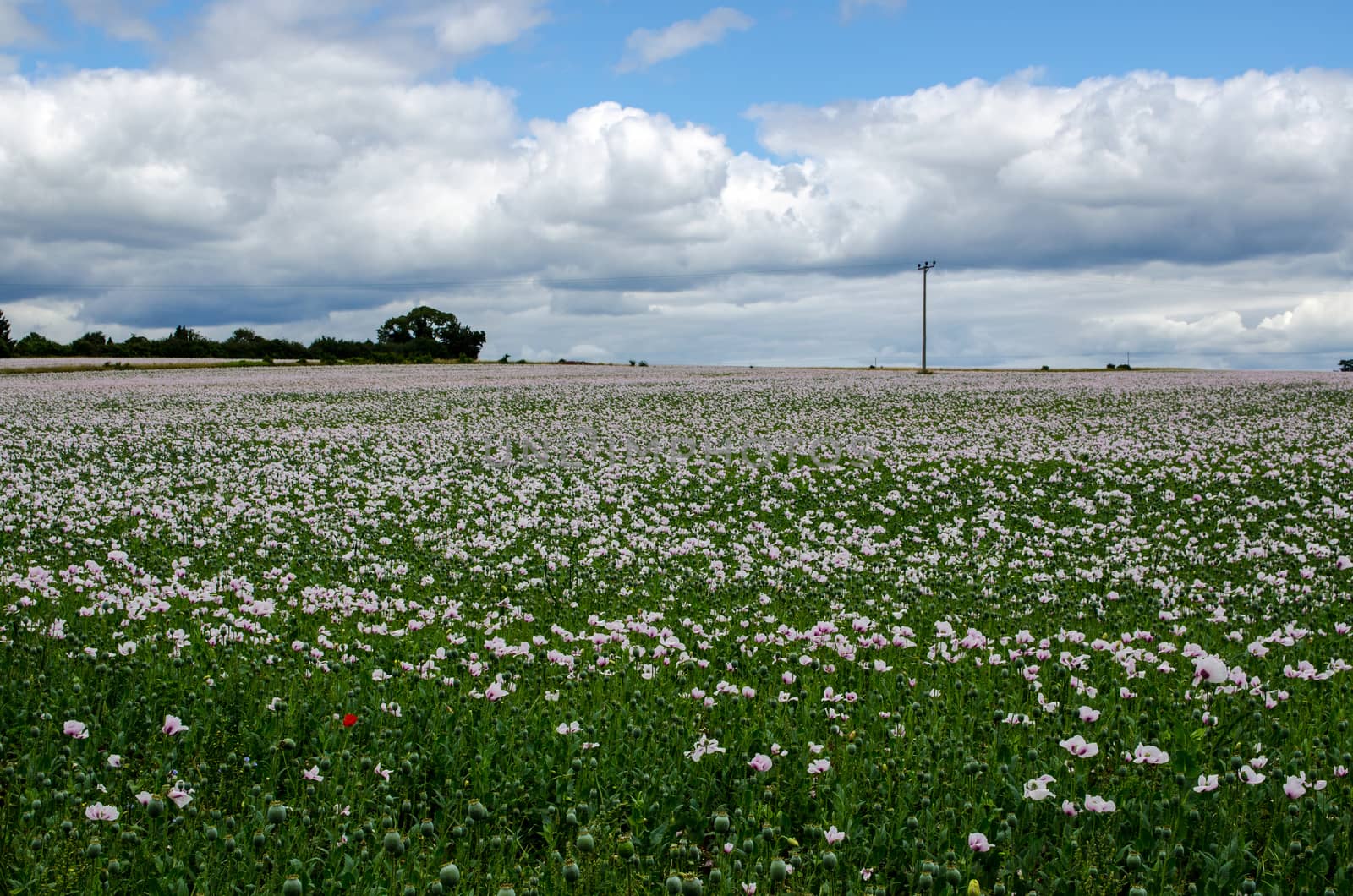 A field full of opium poppies, latin name Papaver somniferum, growing as a crop in Hampshire, UK.  The seed heads will be used to produce medicinal morphine for the pharmaceutical industry.  
