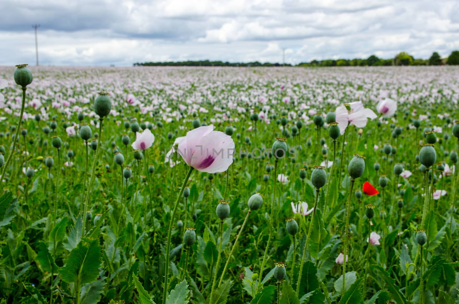 View of the edge of a field of opium poppies, latin name Papaver somniferum, growing on a farm in Hampshire, UK.  The crop is used to produce medicinal morphine for the pharmaceutical industry.