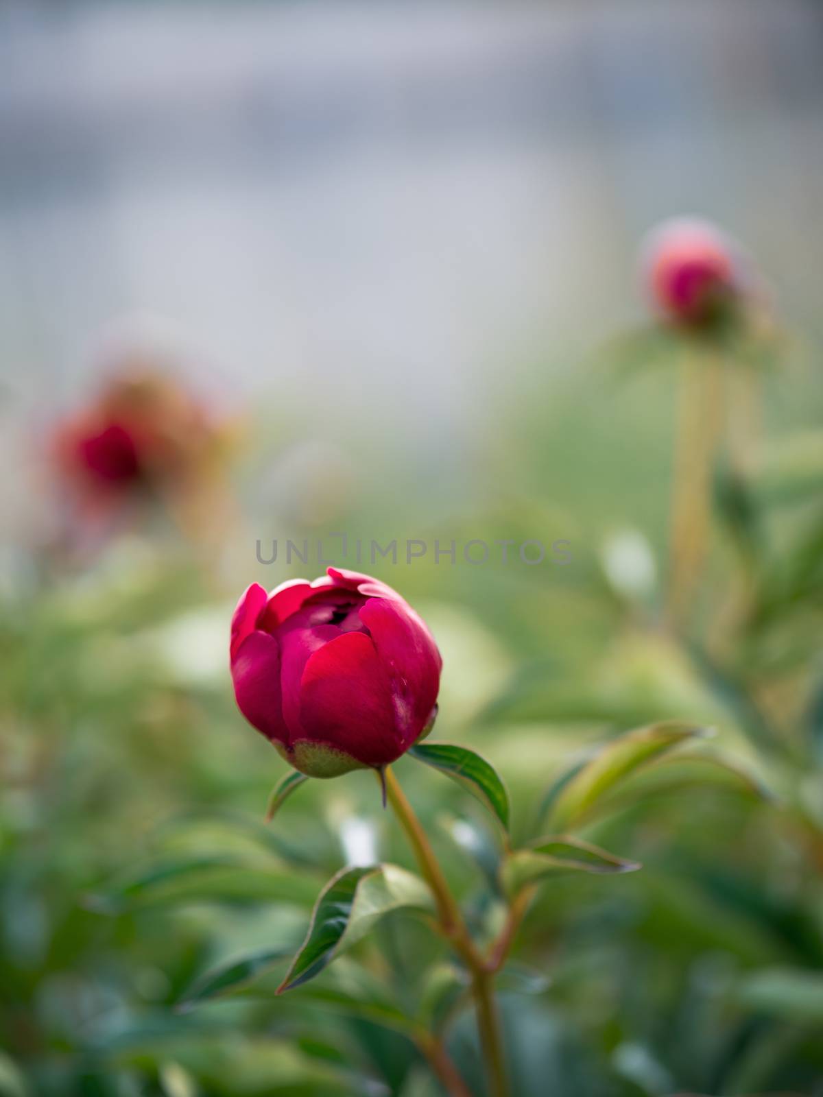 Beautiful unopened red purple peony in garden. Close up view of red purple piones on greeny background. Copy space for text. Vertical. Authentic shot. Cottagecore, fresh air, slow life concept