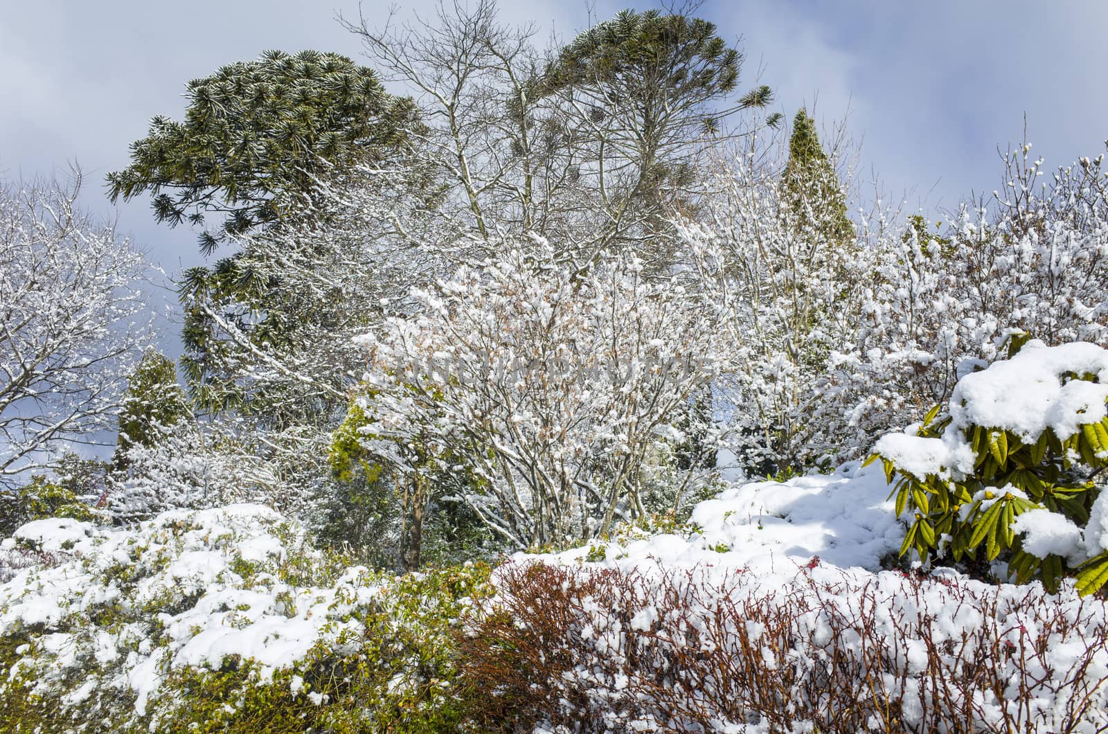 Snow covered garden with green plants, shrubbery and trees by jaaske