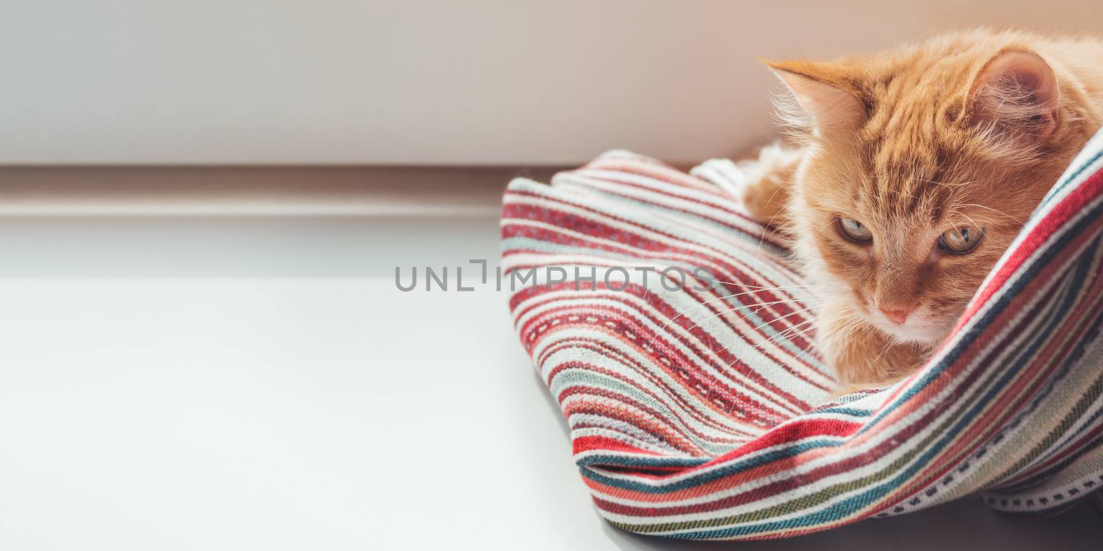 Cute ginger cat sleeps on window sill. Fluffy pet has a nap on c by aksenovko