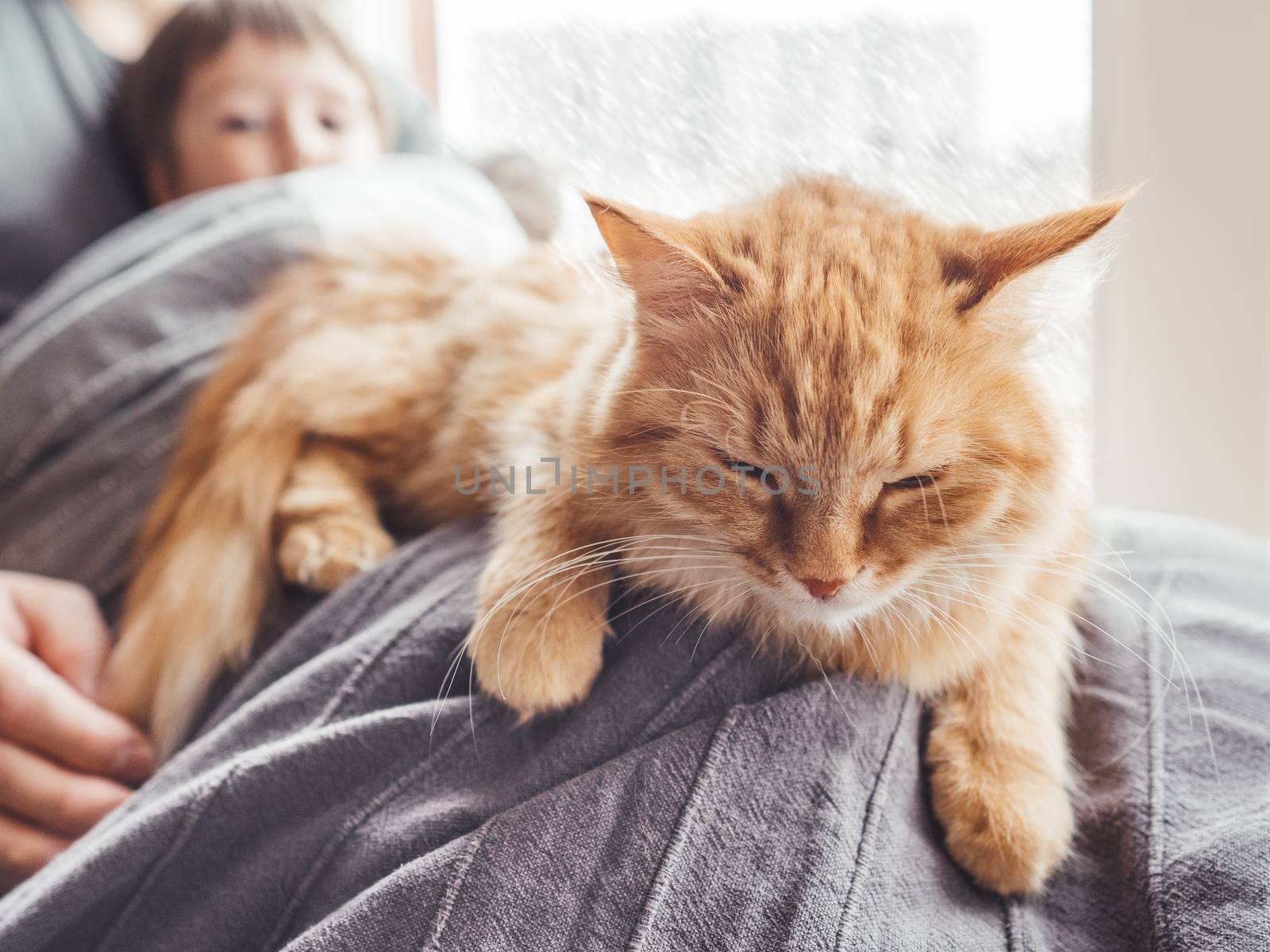 Father, son and they's cute ginger cat sit on window sill. Family relax under blanket. Man, toddler boy and fluffy pet at cozy home while snow is falling outside.