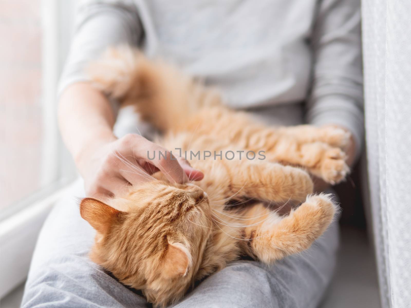 Cute ginger cat lying on woman's knees. Woman in grey pajama strokes fluffy pet. Cozy morning at home.