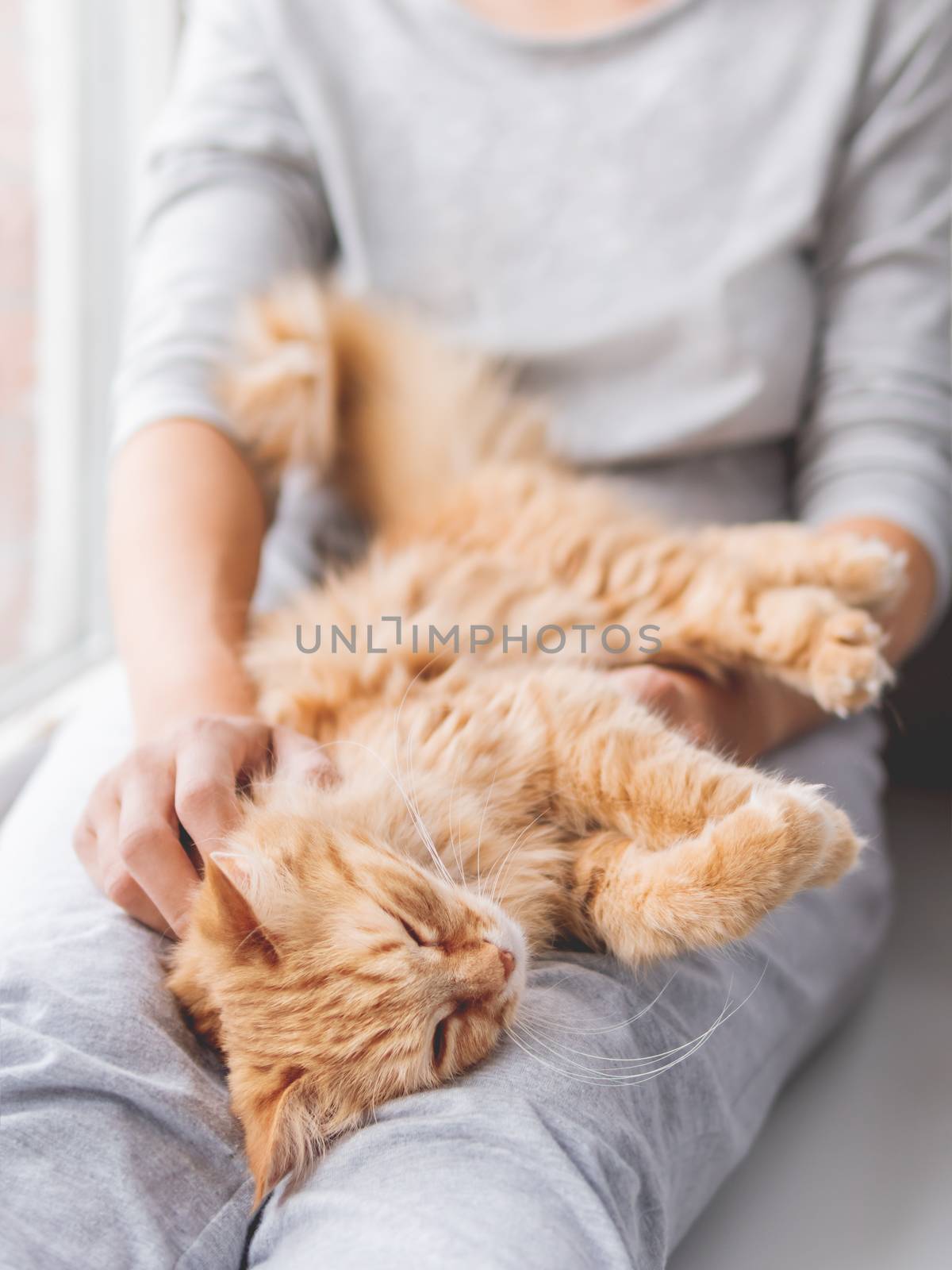 Cute ginger cat lying on woman's knees. Woman in grey pajama str by aksenovko