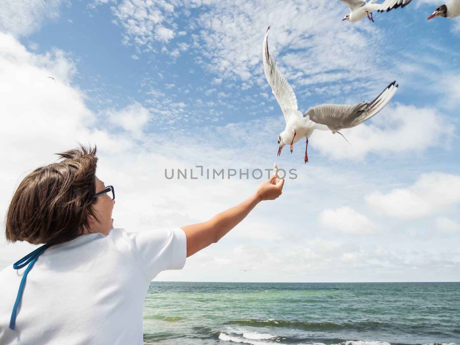 Woman feeds seagulls. Hungry noisy birds try to catch bread crust from woman's hand. Seascape in sunny day.