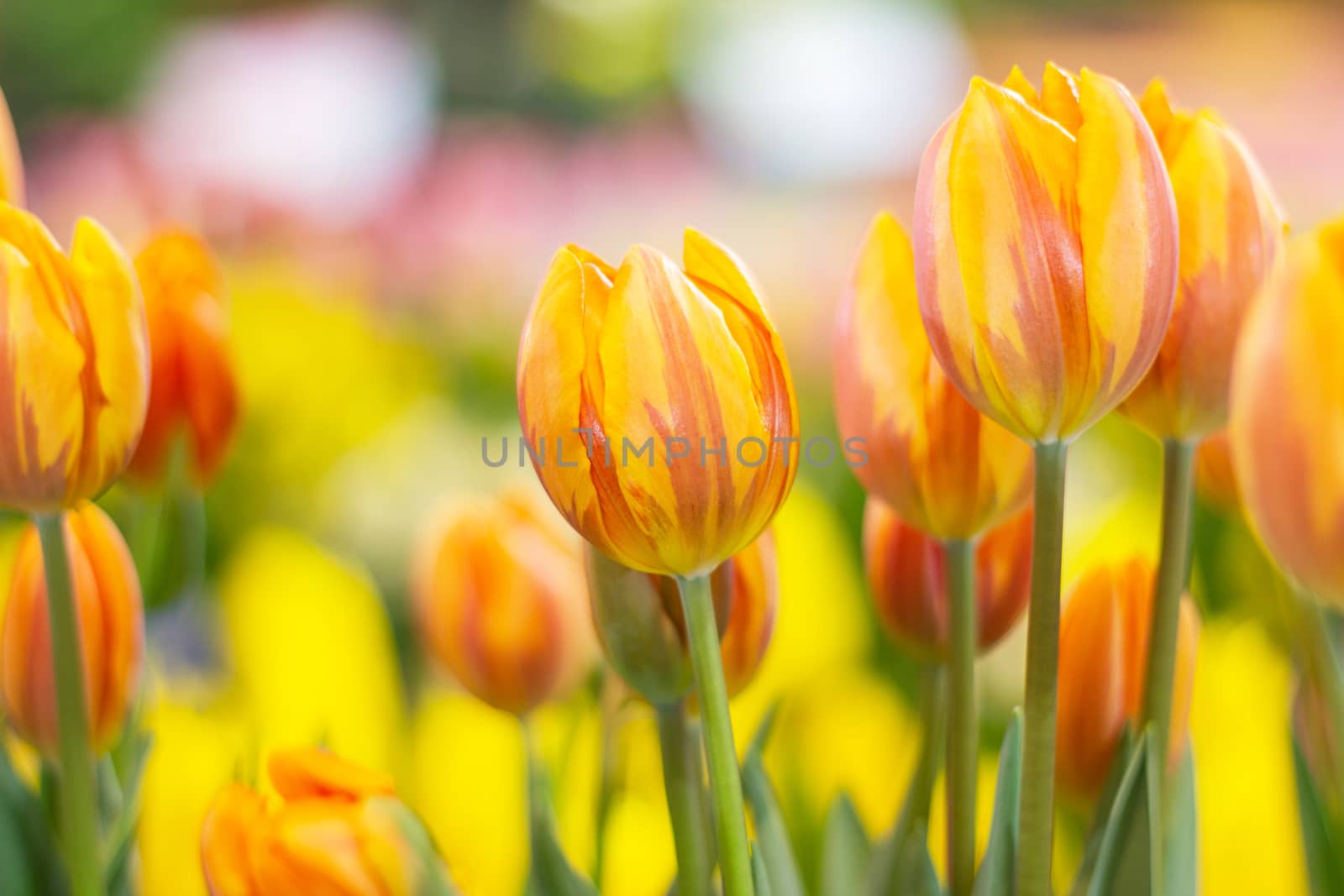 yellows tulips flower, beautifuly flower in garden plant, tulip spring-blooming  