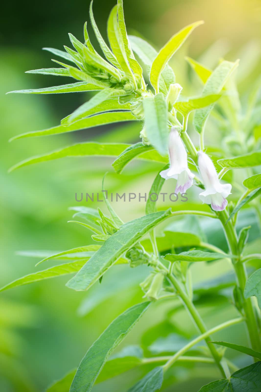 Closeup the white flower of sesame on a tree. by SaitanSainam