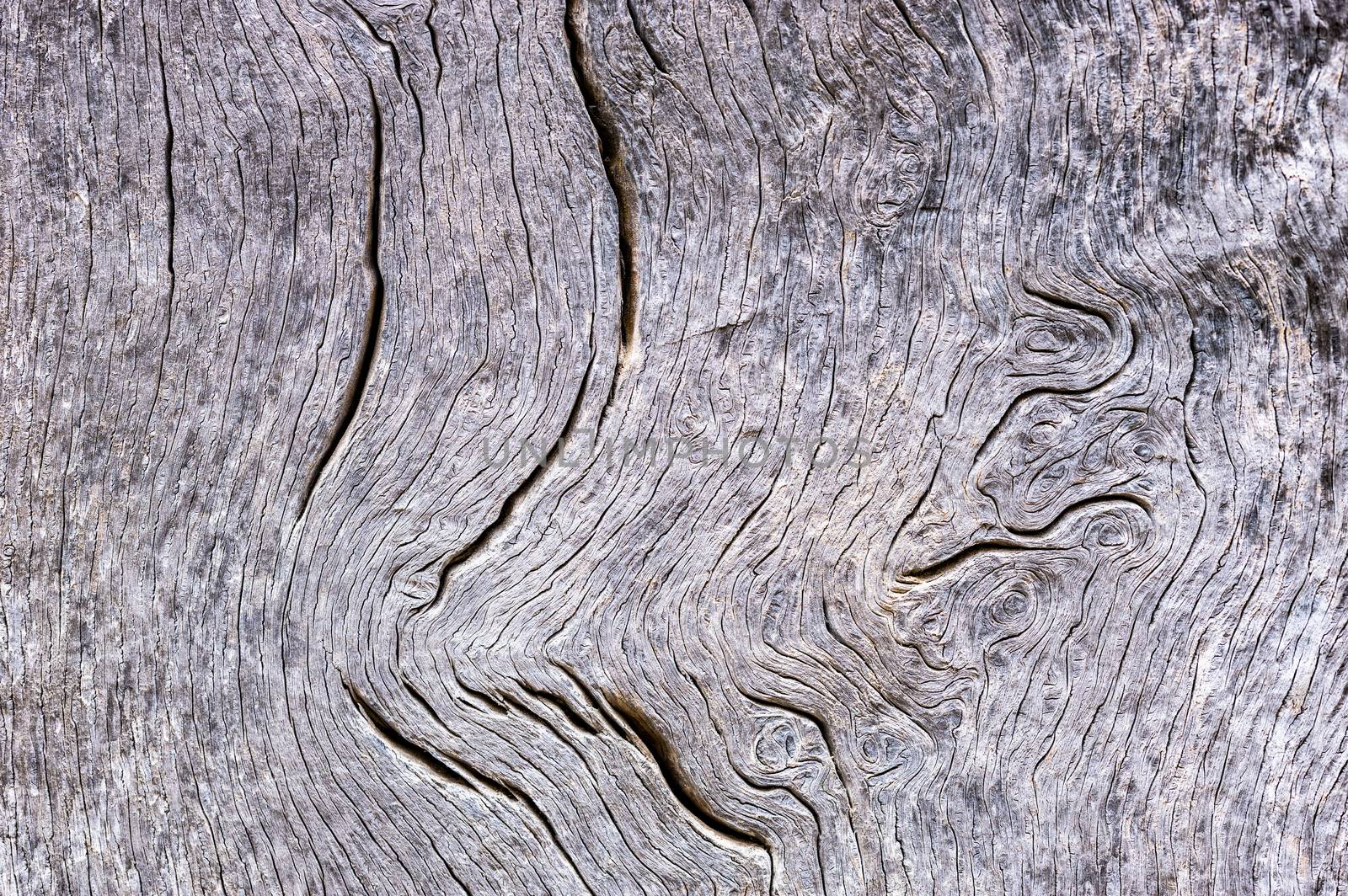 Old gray weathered wood background texture with copy space

