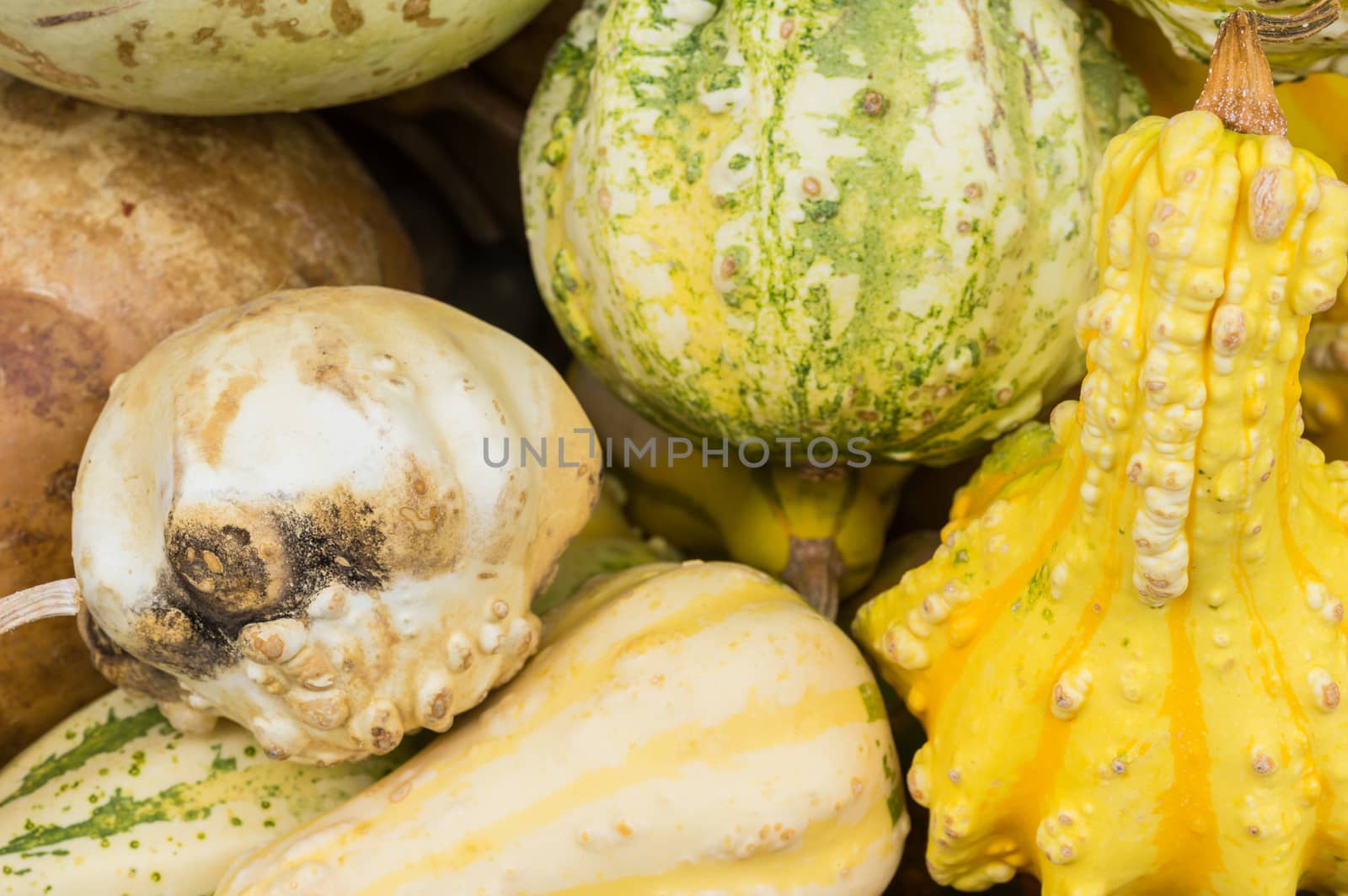 Still life with different decorative pumpkins, close-up