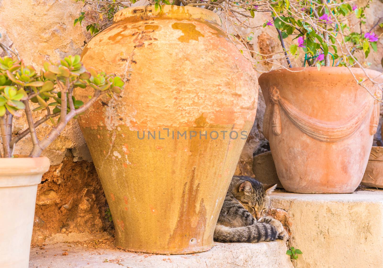 Romantic scene with traditional potted plants and cat in old village on Majorca, Spain