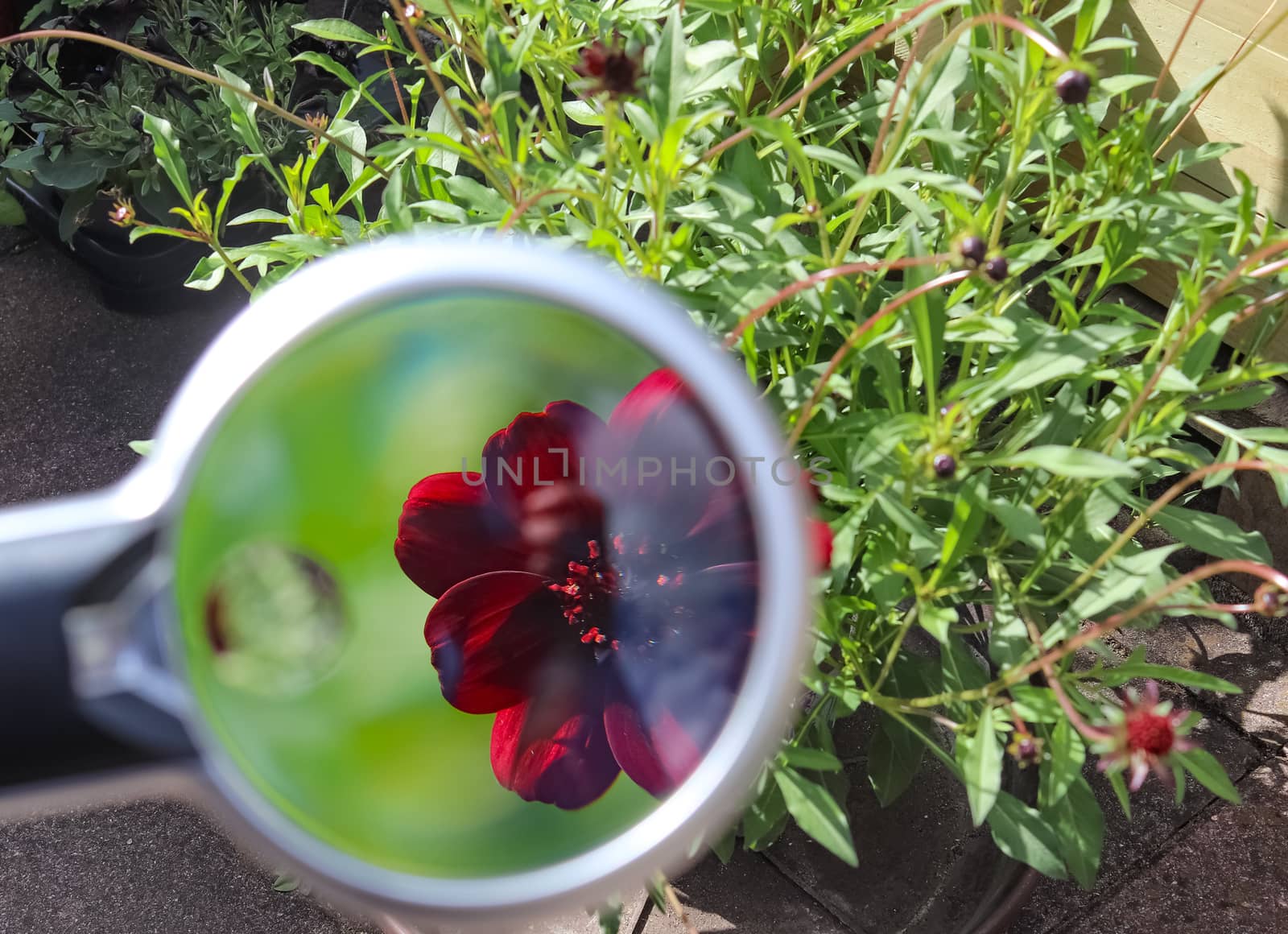 Beautiful and colorful flowers zoomed at with a magnifying glass