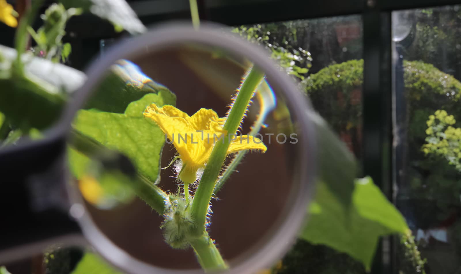 Beautiful and colorful flowers zoomed at with a magnifying glass