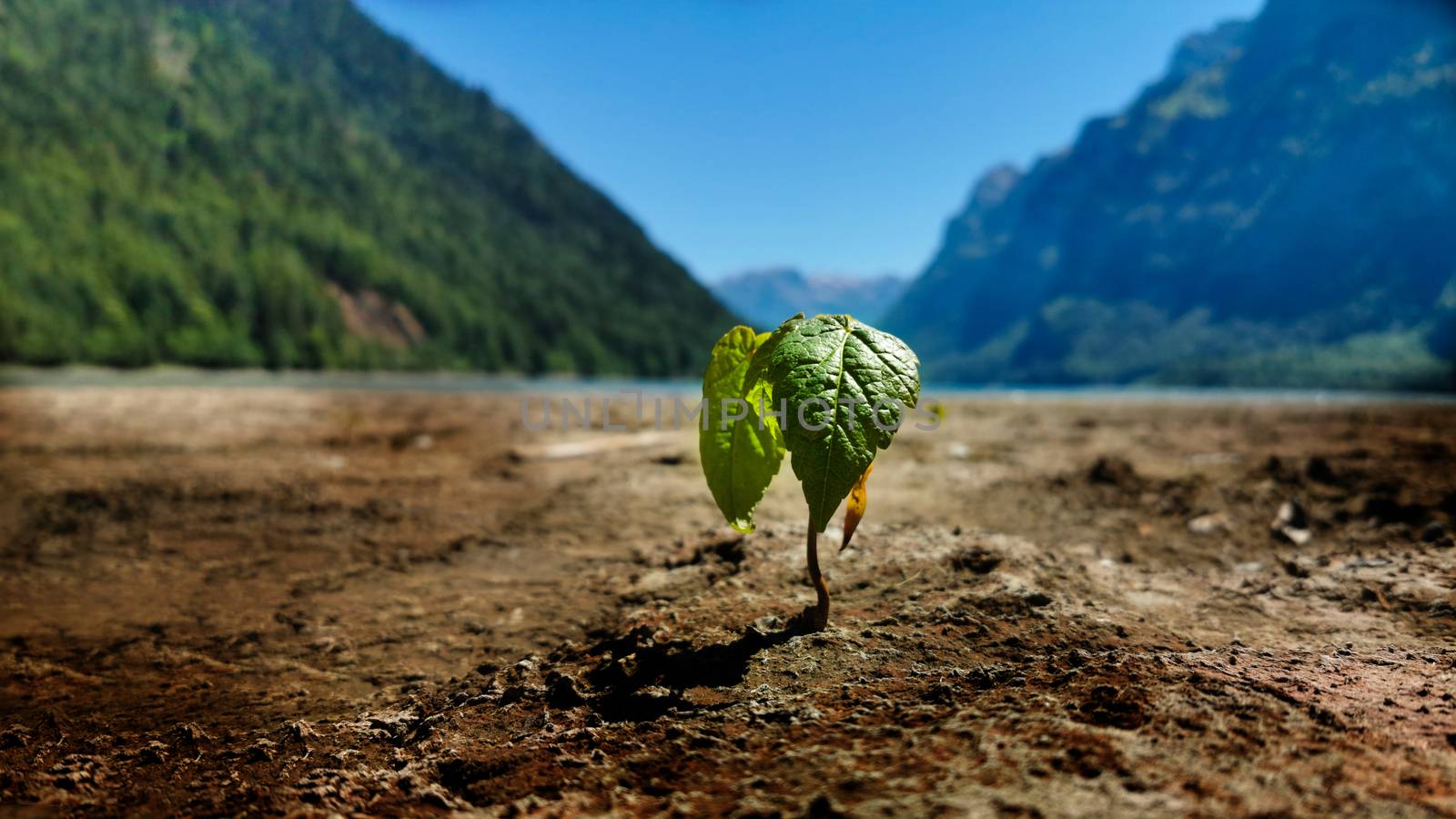 New green plant growing near a lake. New life starting