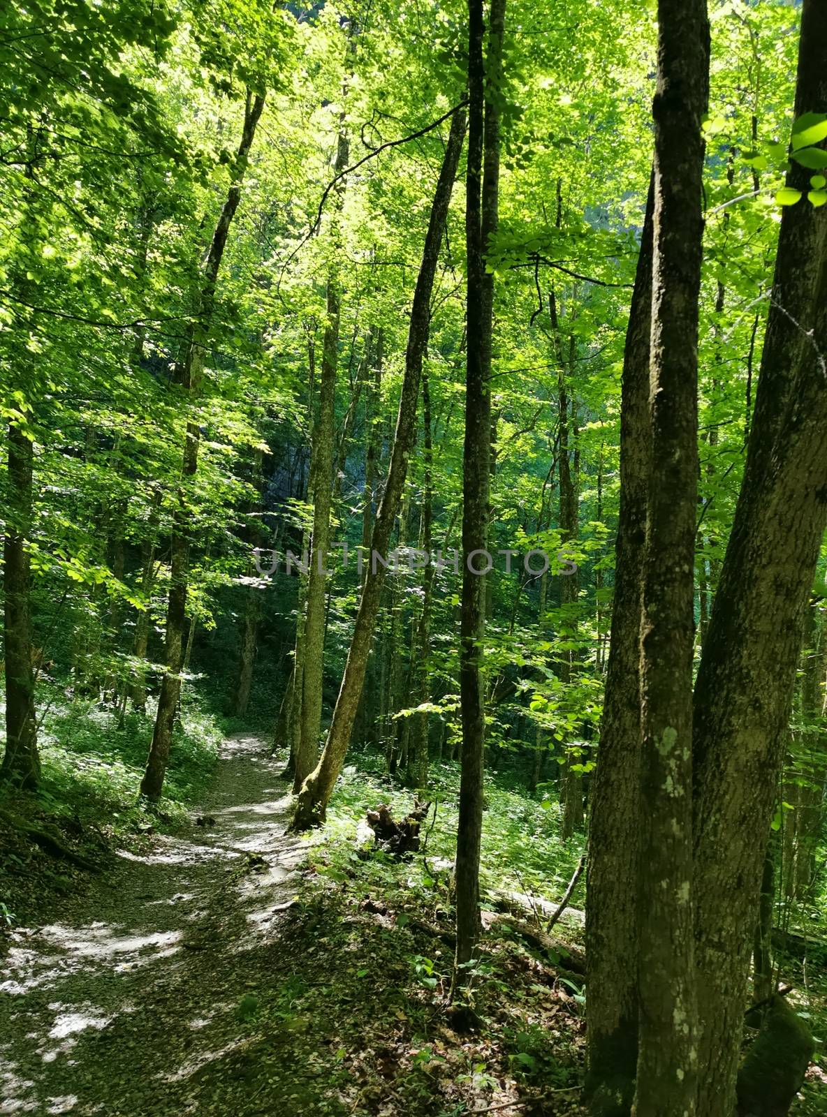 Panorama shot in forrest with lush green trees in Switzerland