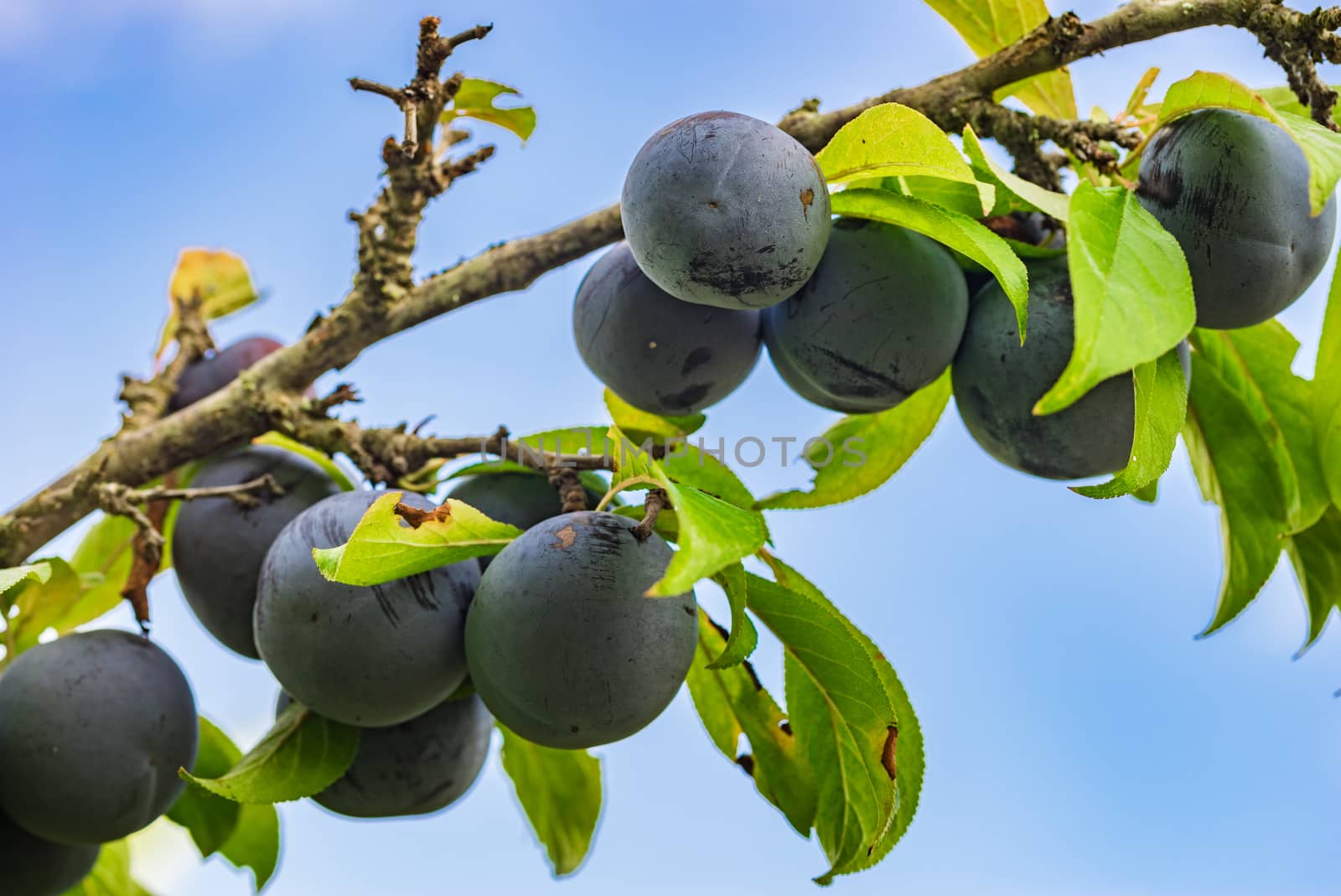 Close-up of fresh ripe plum tree fruits branch