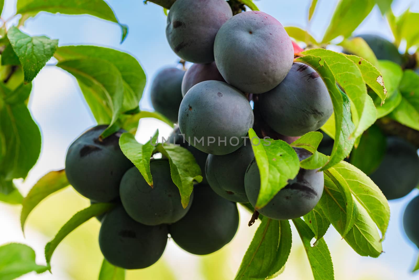 Close-up of fresh ripe blue plums fruit hanging on tree