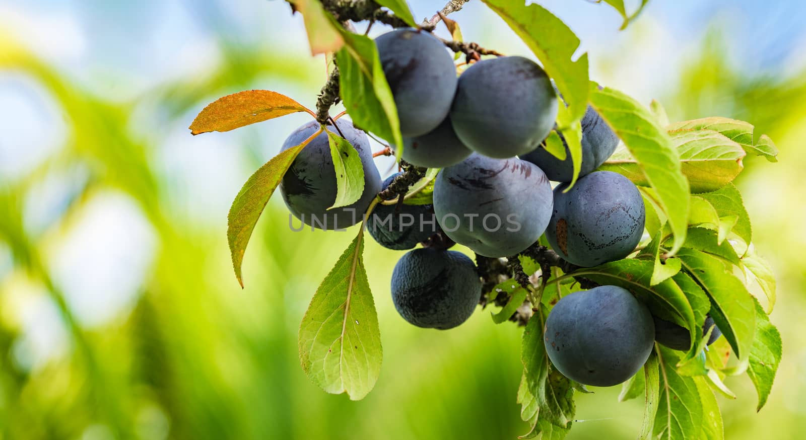 Close-up of fresh ripe blue plums fruit hanging on tree