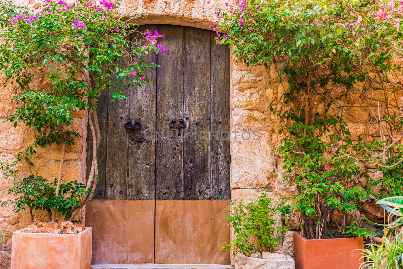 Close-up of old wooden front door with potted plants decoration