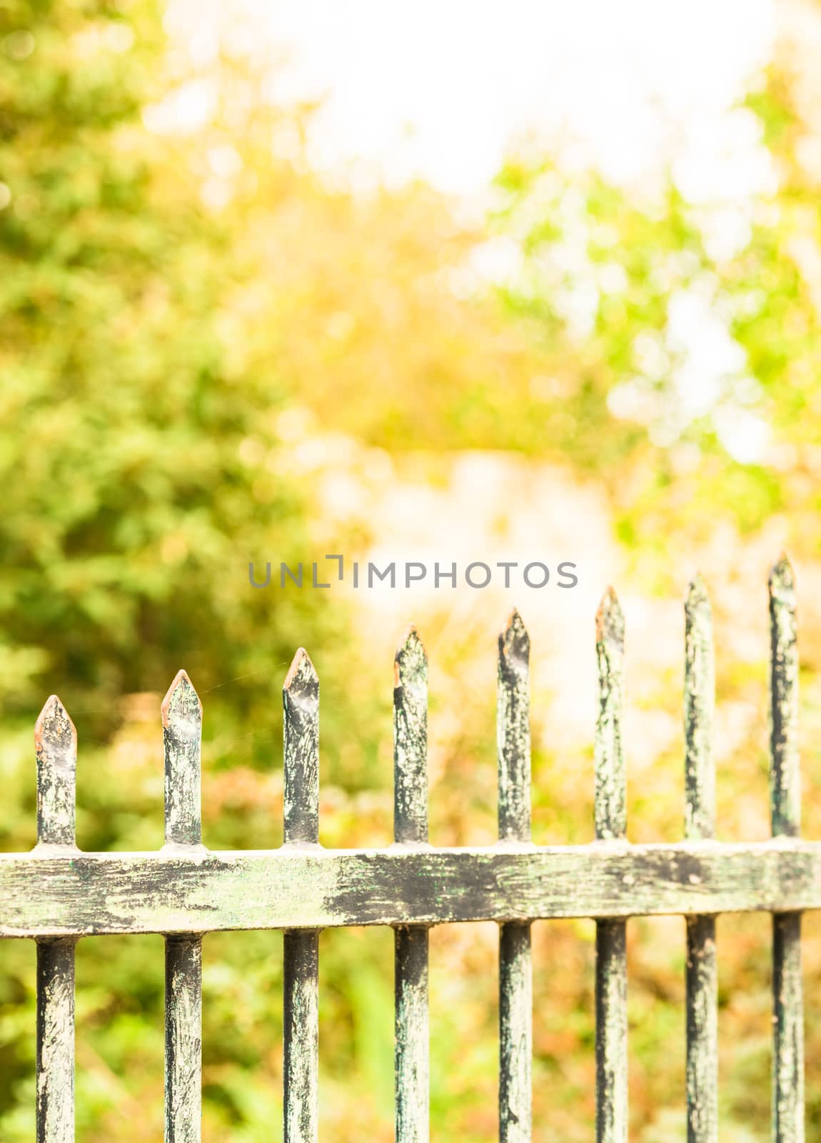 View of metal garden fence