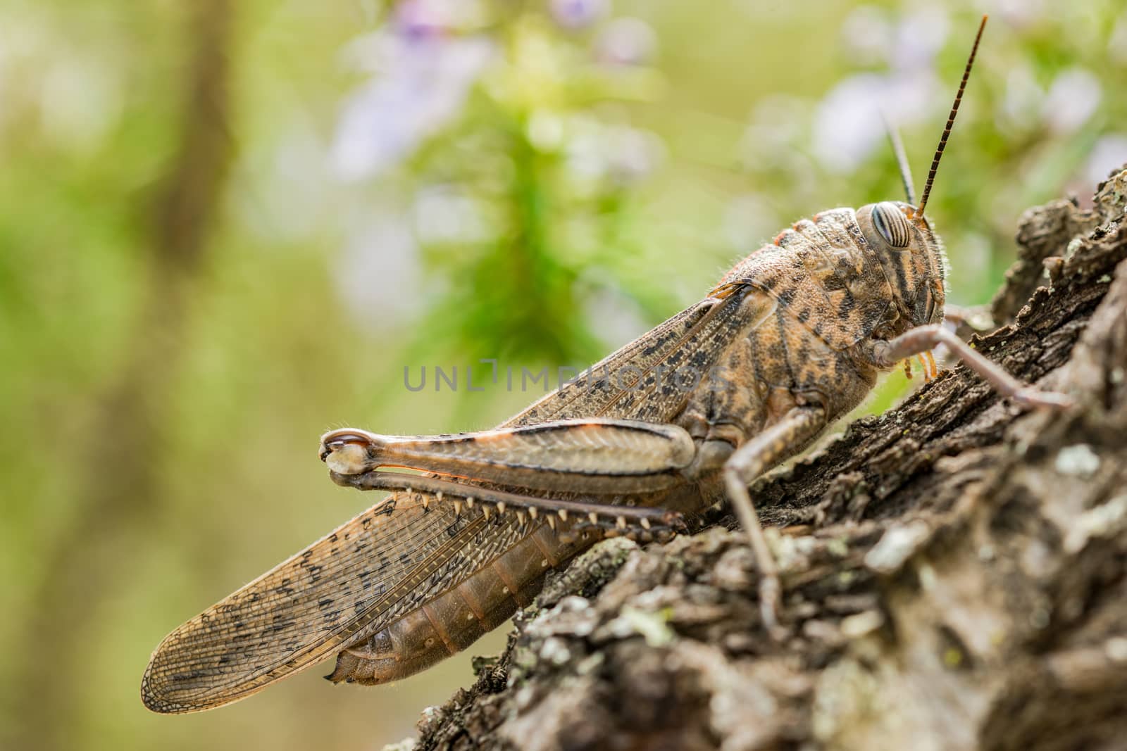 Brown grasshopper by Vulcano