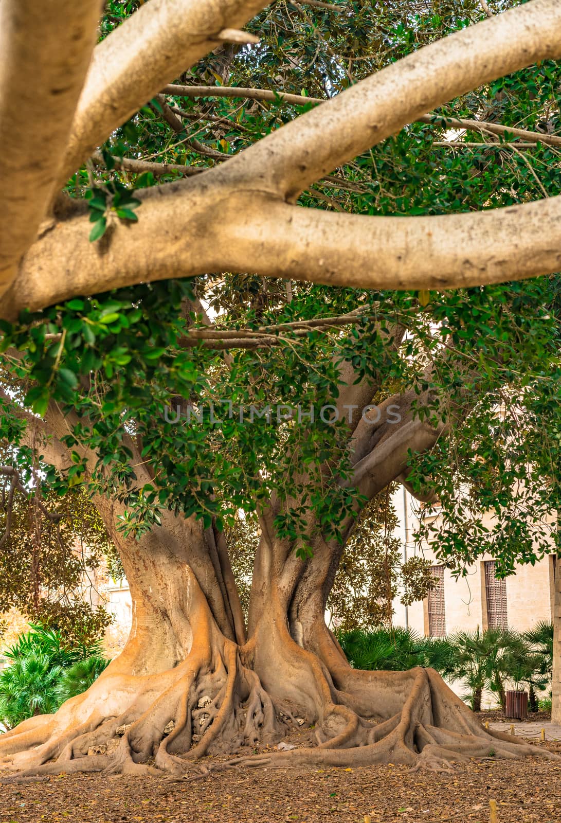 View of an old big tree with lush green foliage