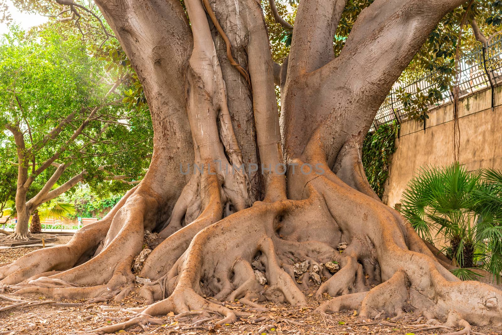 Close-up of old big tree with intertwined roots