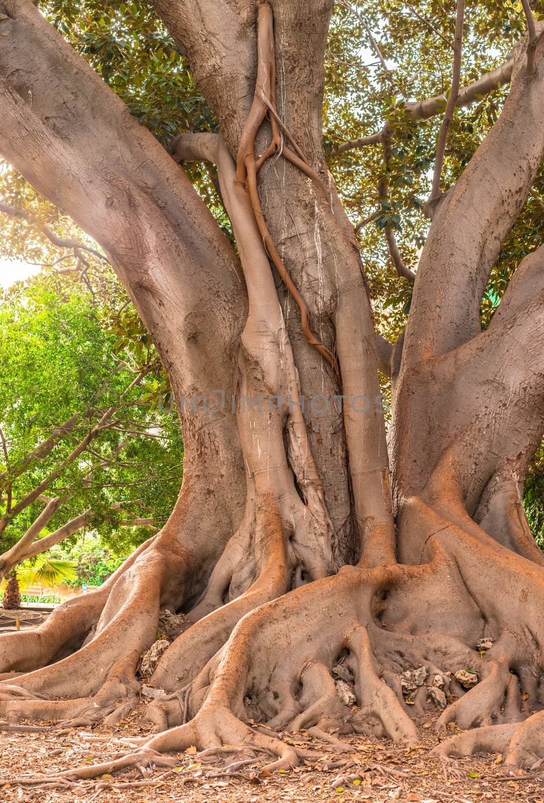 Ancient old big tree trunk by Vulcano